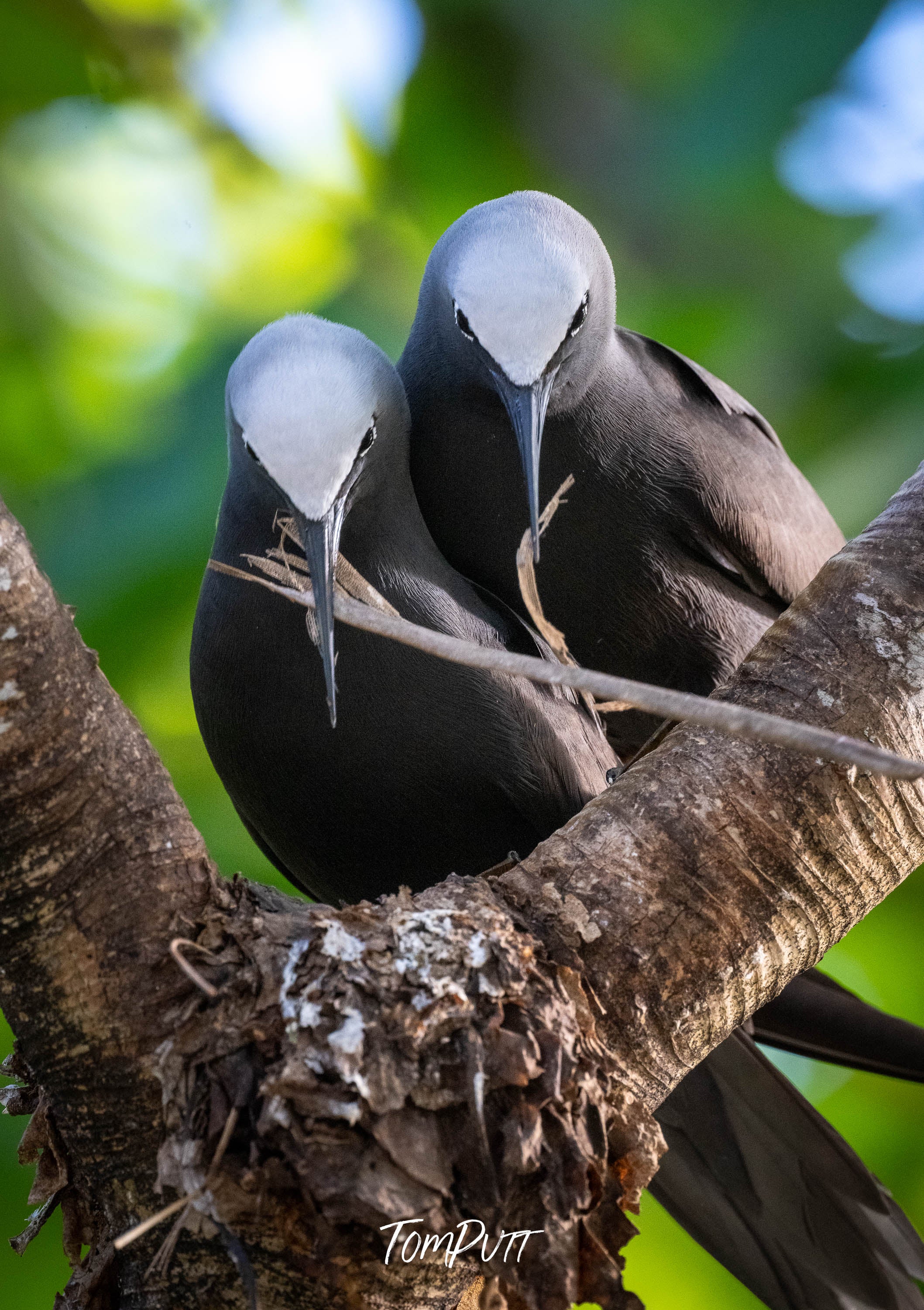 Wilson Island Duo: Two Black Noddies