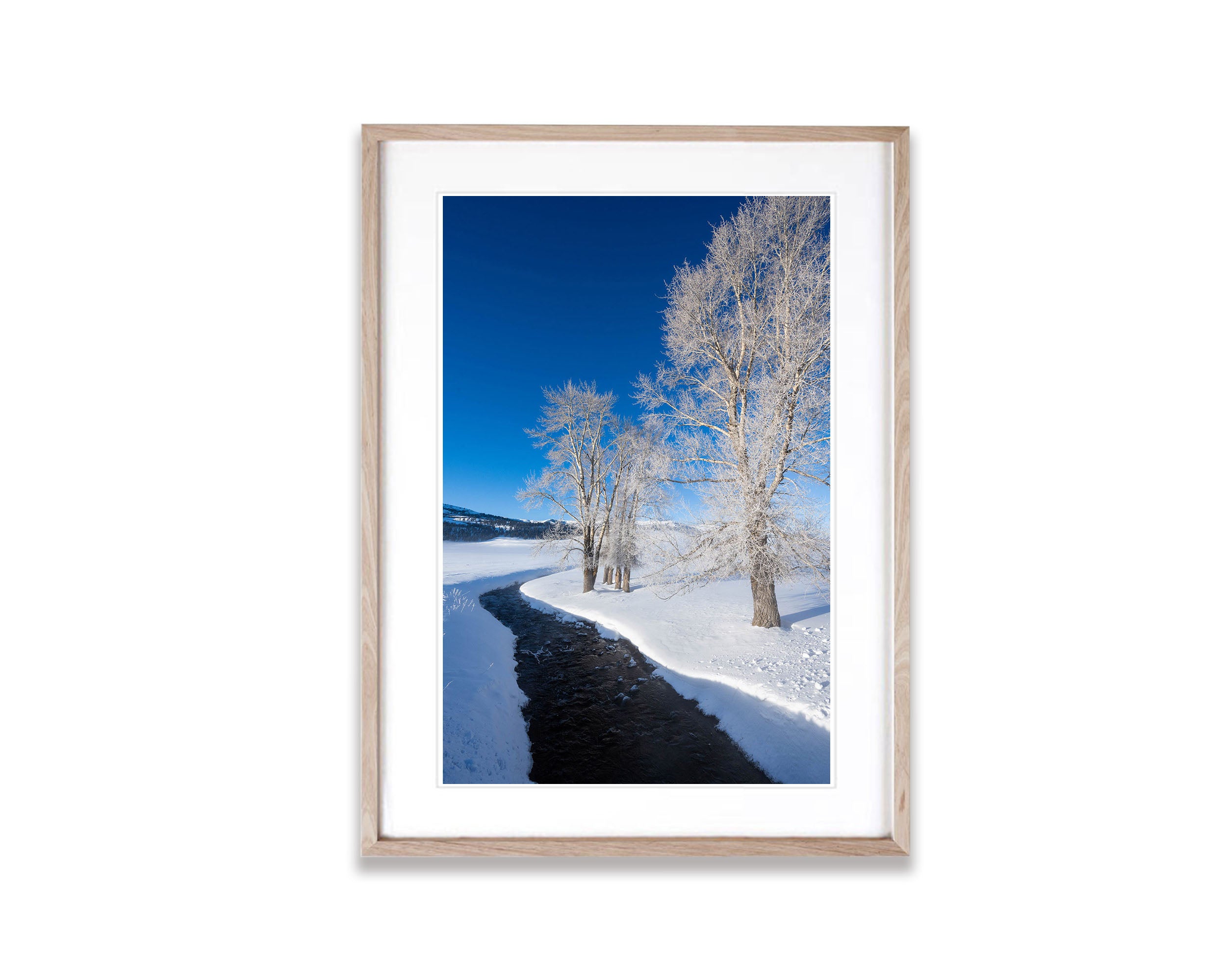 Frosted Trees, Yellowstone NP