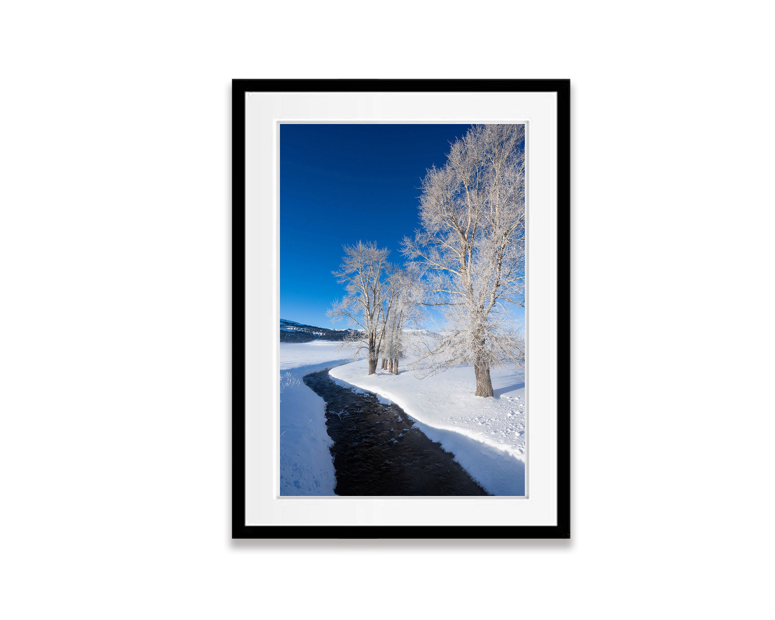 Frosted Trees, Yellowstone NP