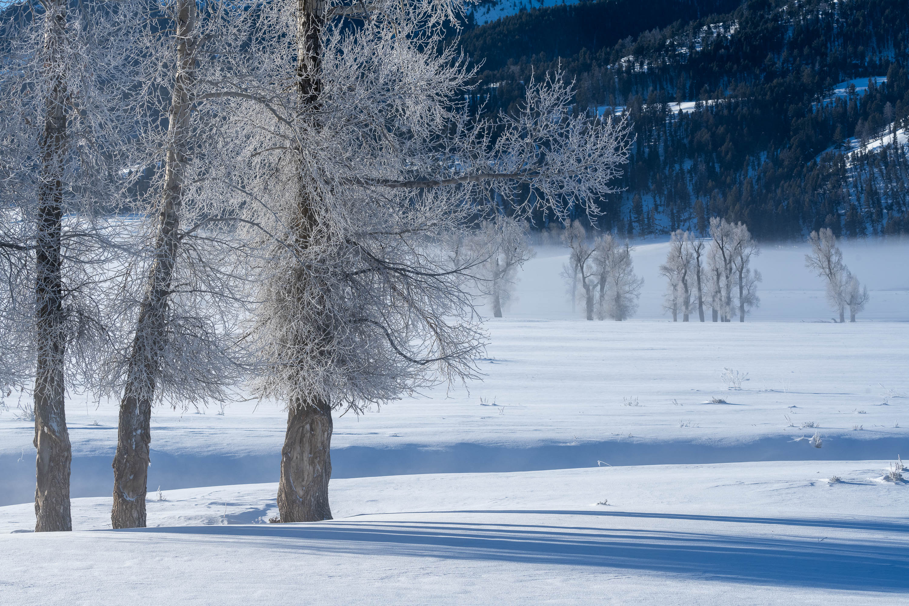 Frosted Trees No.2, Yellowstone NP