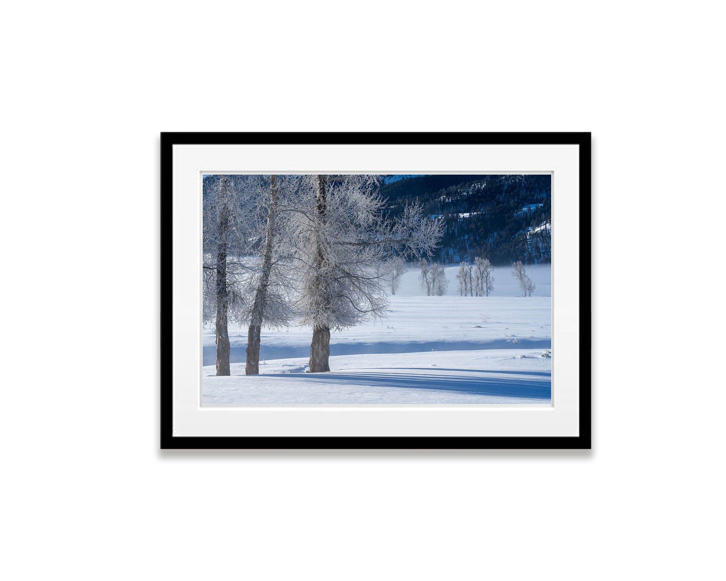 Frosted Trees No.2, Yellowstone NP