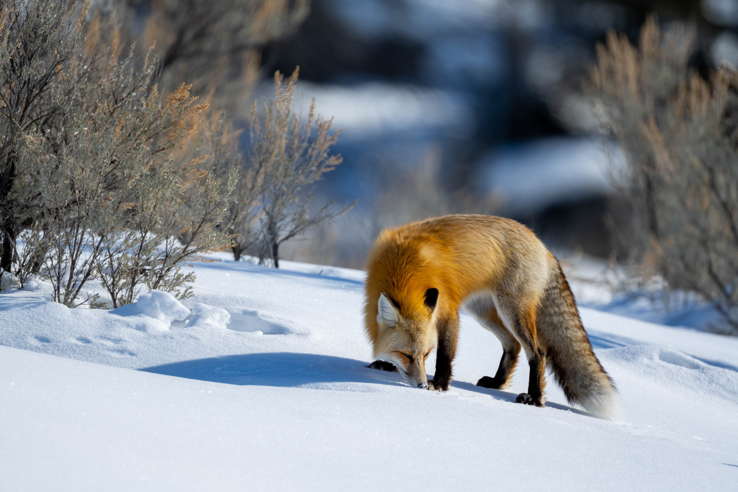 The Fox Sniffing, Yellowstone NP
