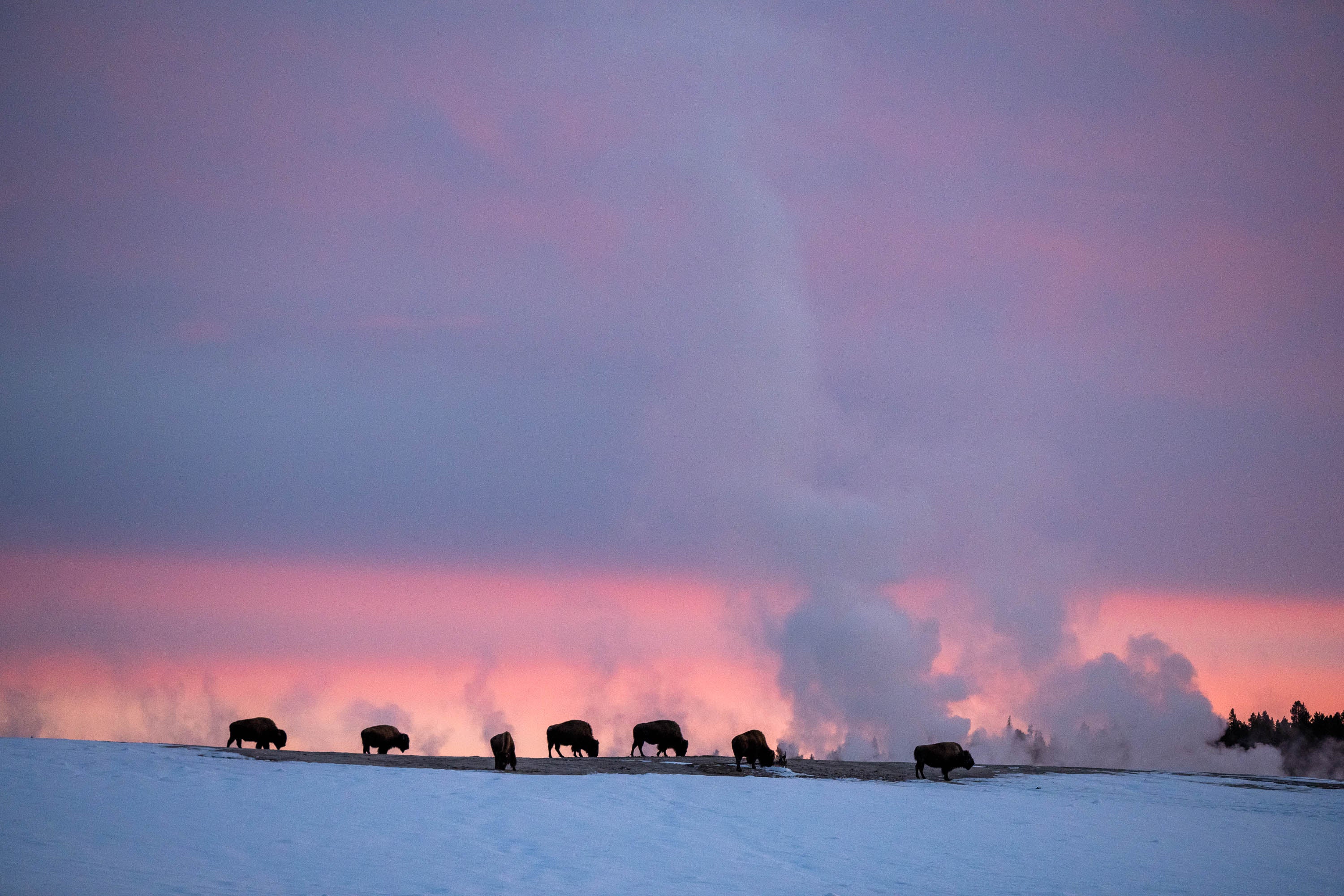 The Bison at sunset, Yellowstone NP