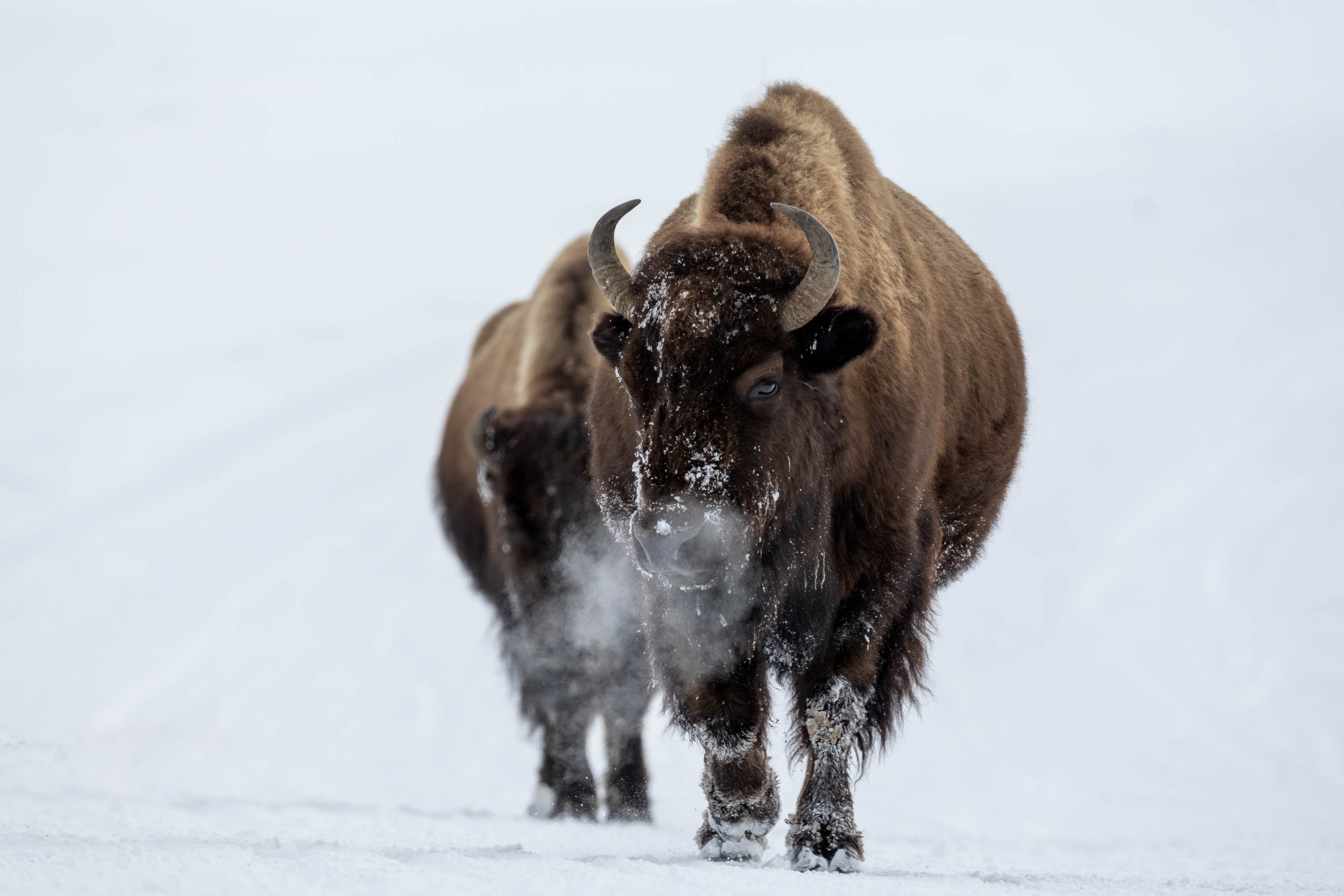 The Bison blowing off steam, Yellowstone NP