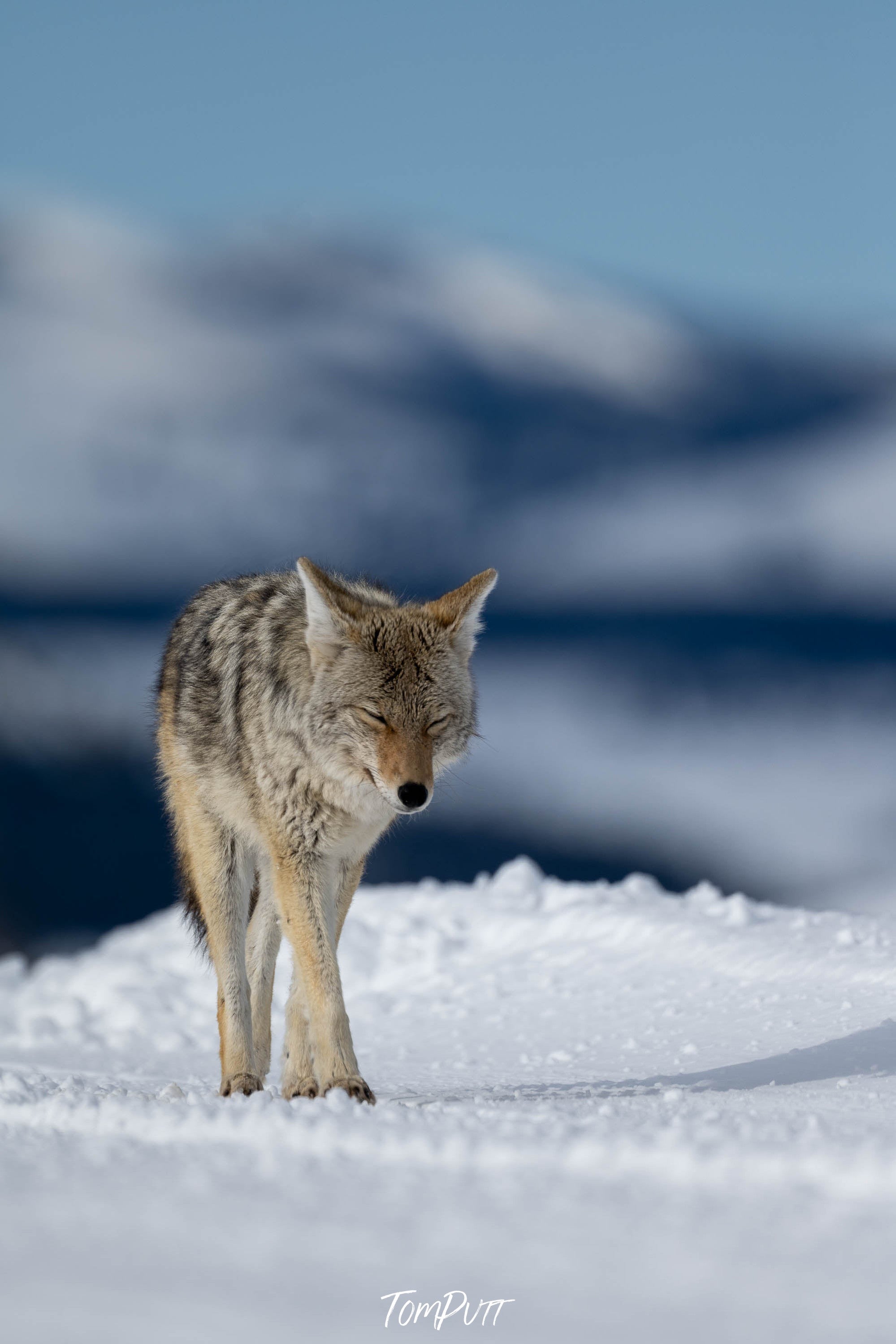 The Coyote, Yellowstone NP