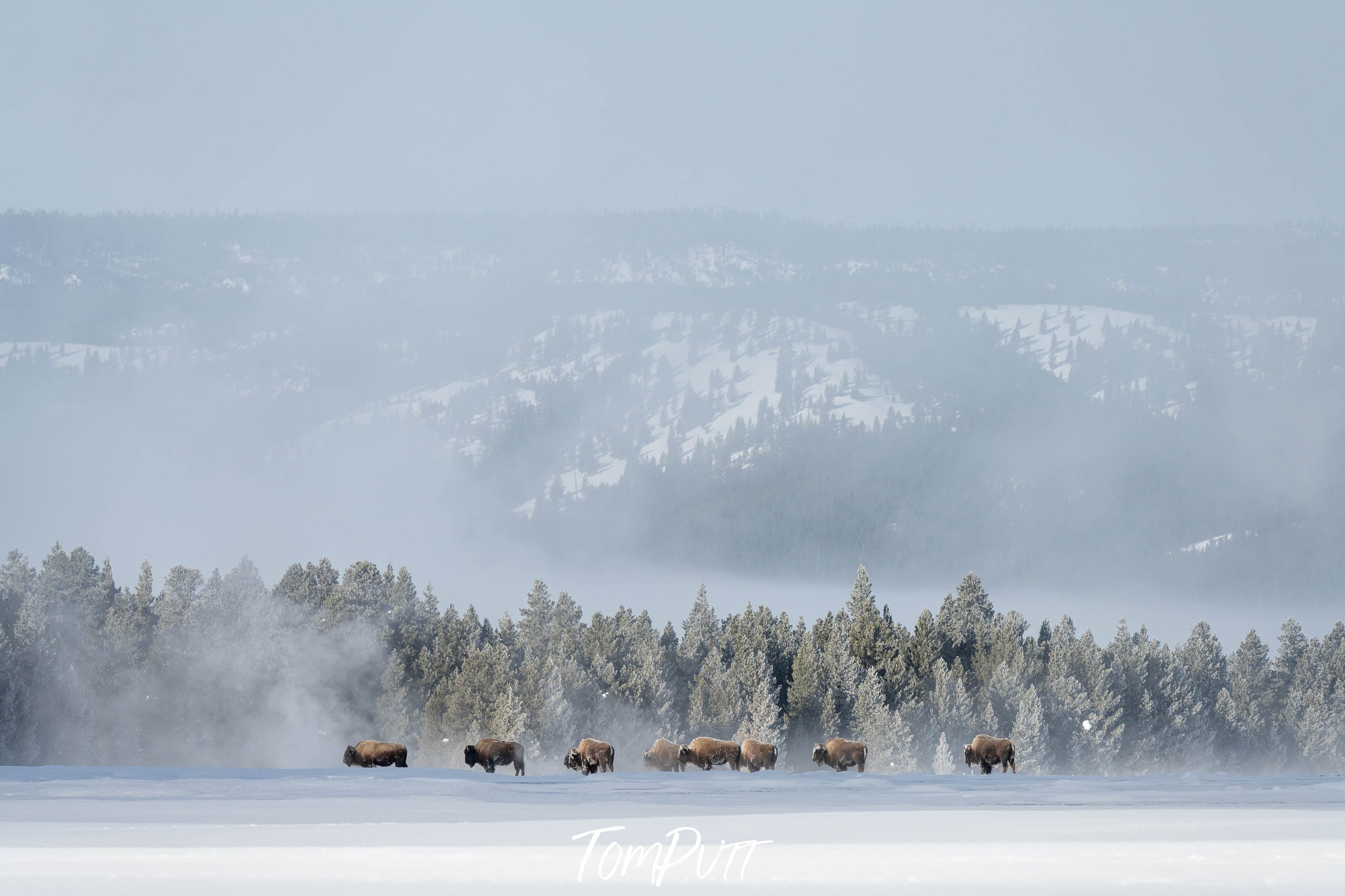 The Bison in hiding, Yellowstone NP