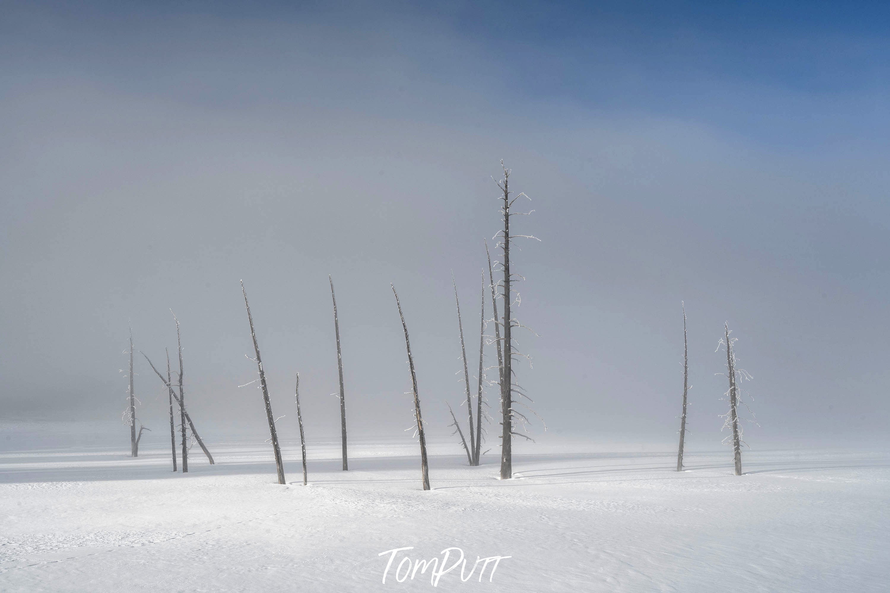 Lone Stand, Yellowstone NP