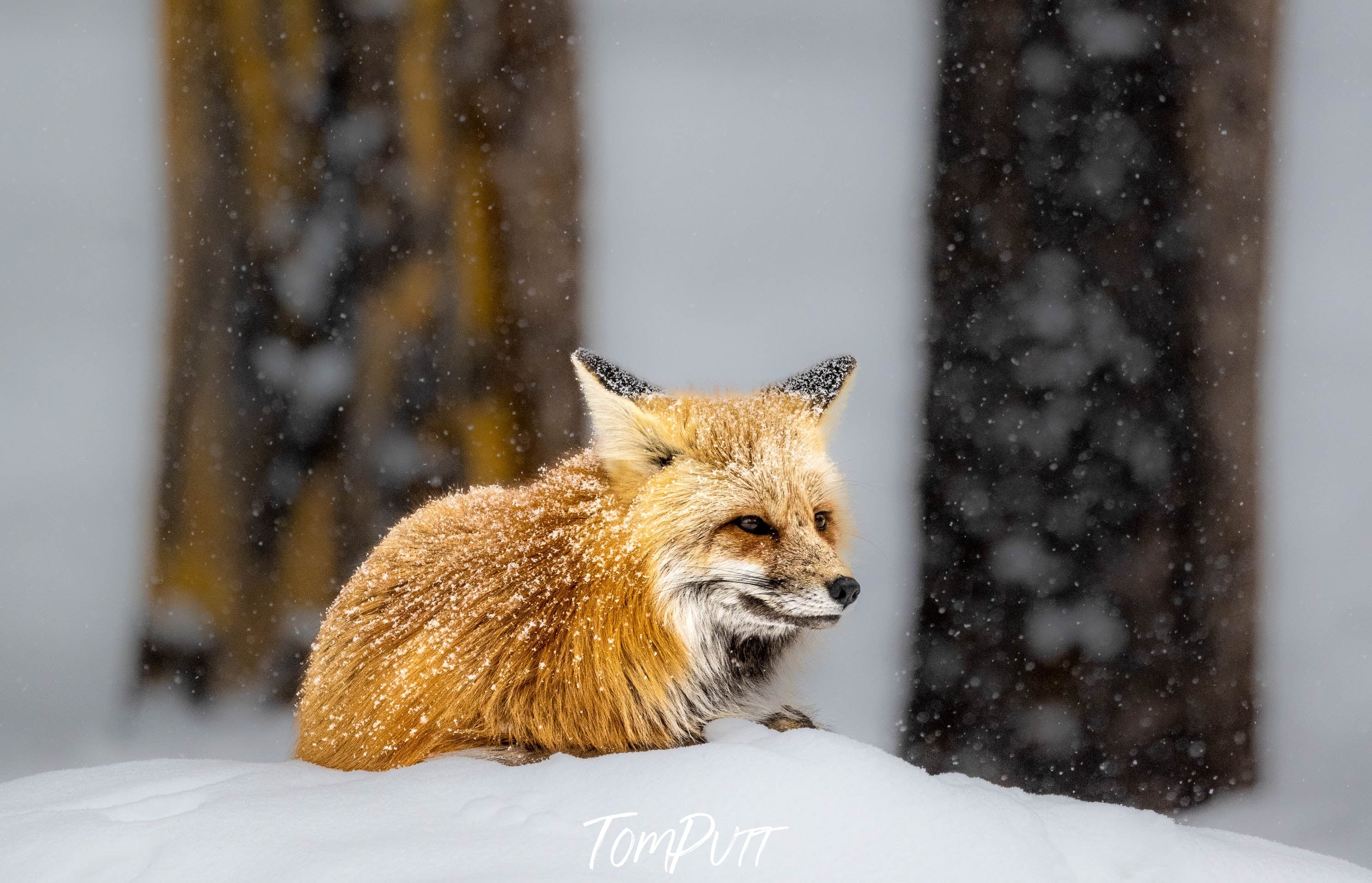 ARTWORK INSTOCK - The Fox, Yellowstone NP, 150 x 100cms Acrylic Frameless Print