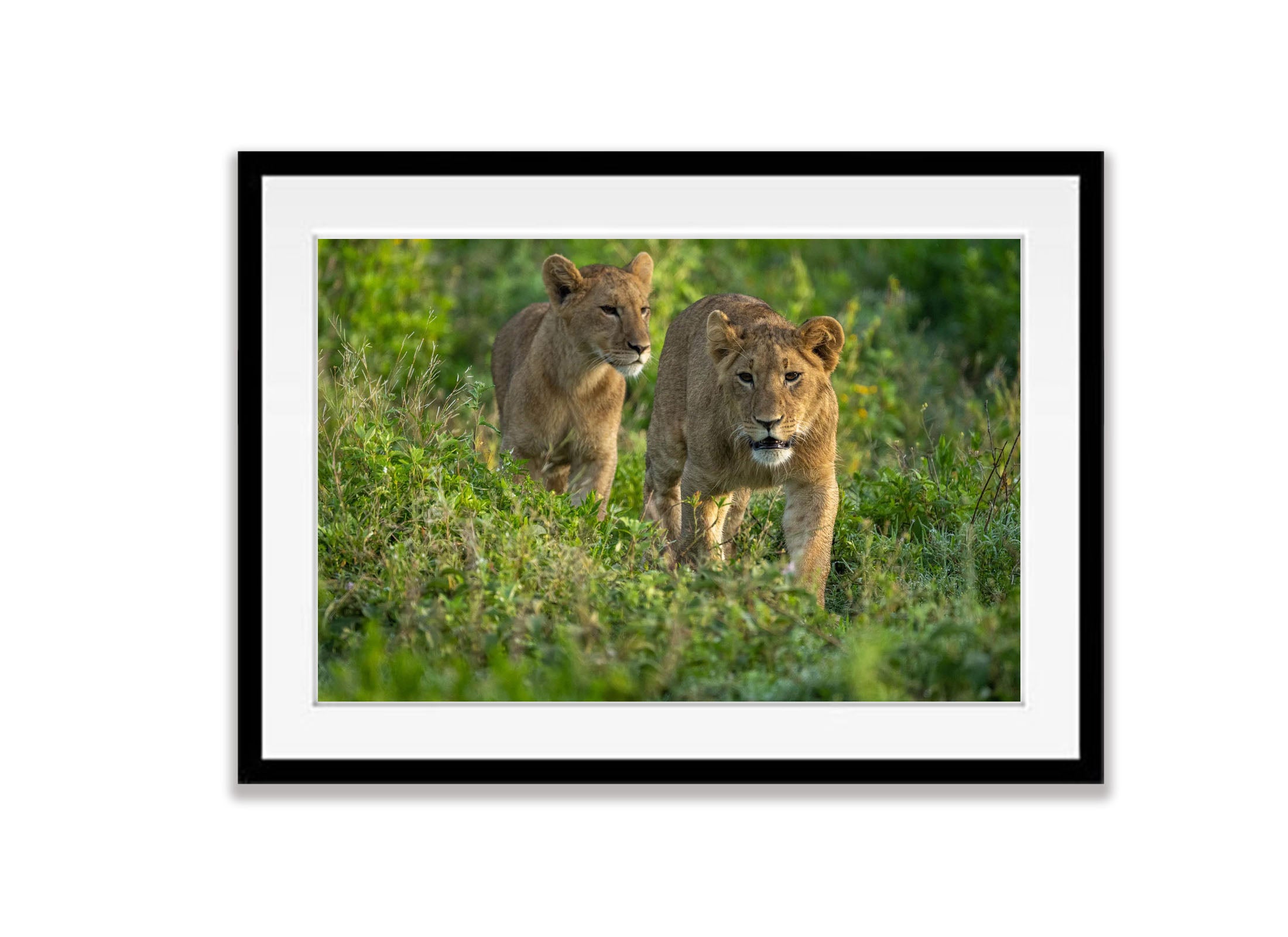 Young Lions taking a walk, Tanzania