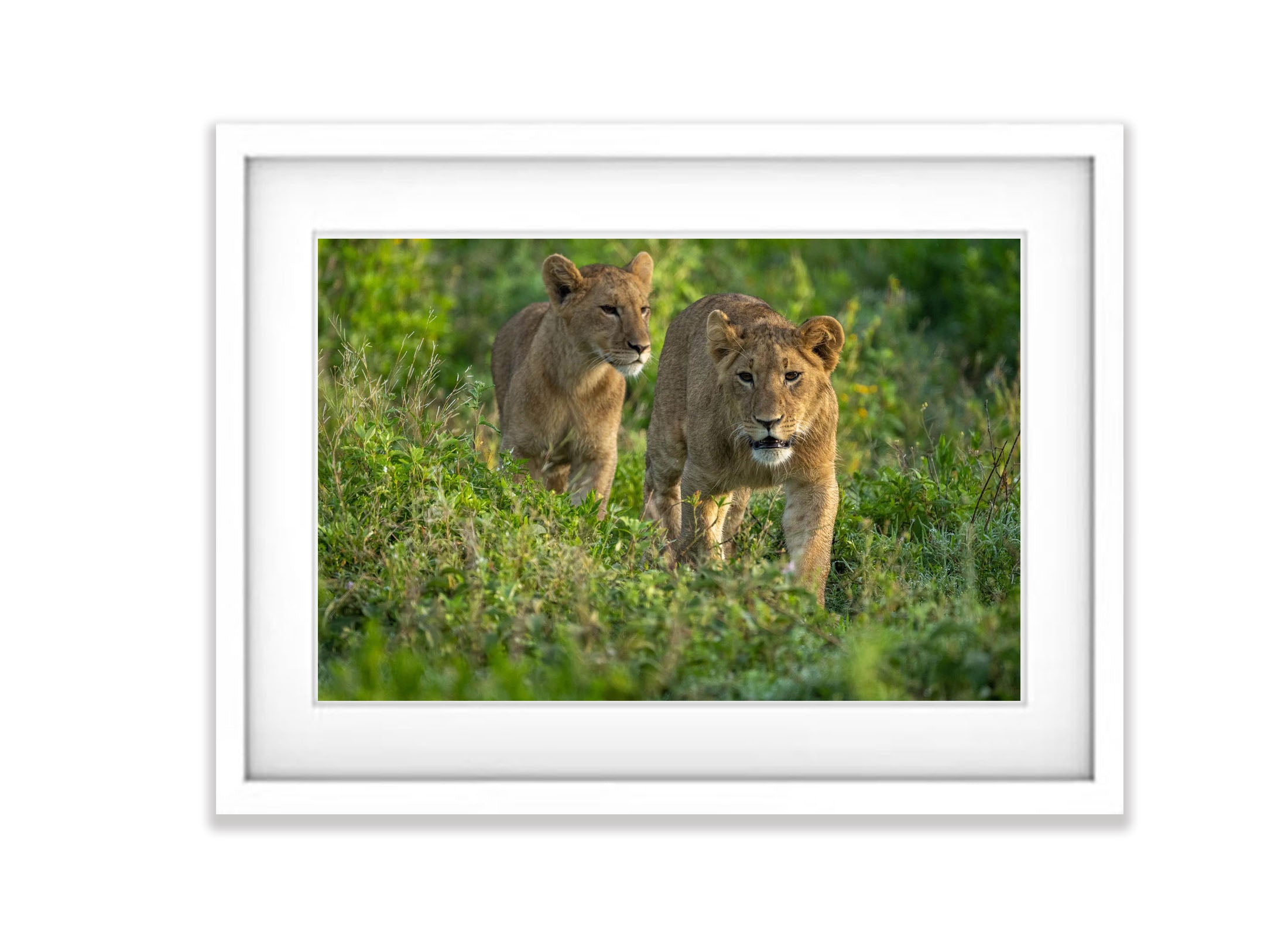 Young Lions taking a walk, Tanzania