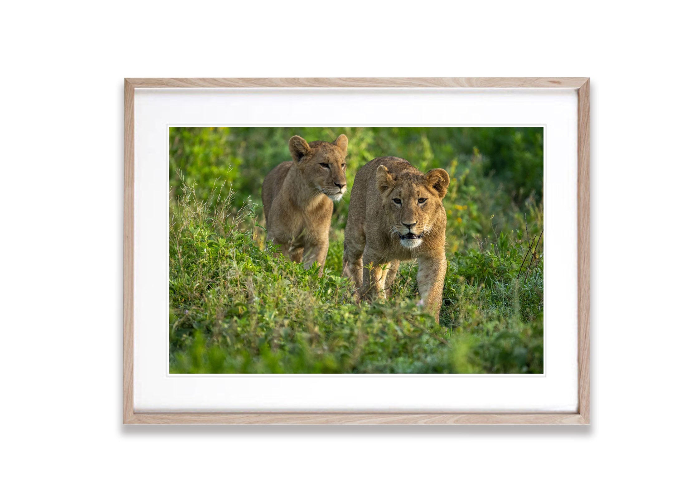 Young Lions taking a walk, Tanzania