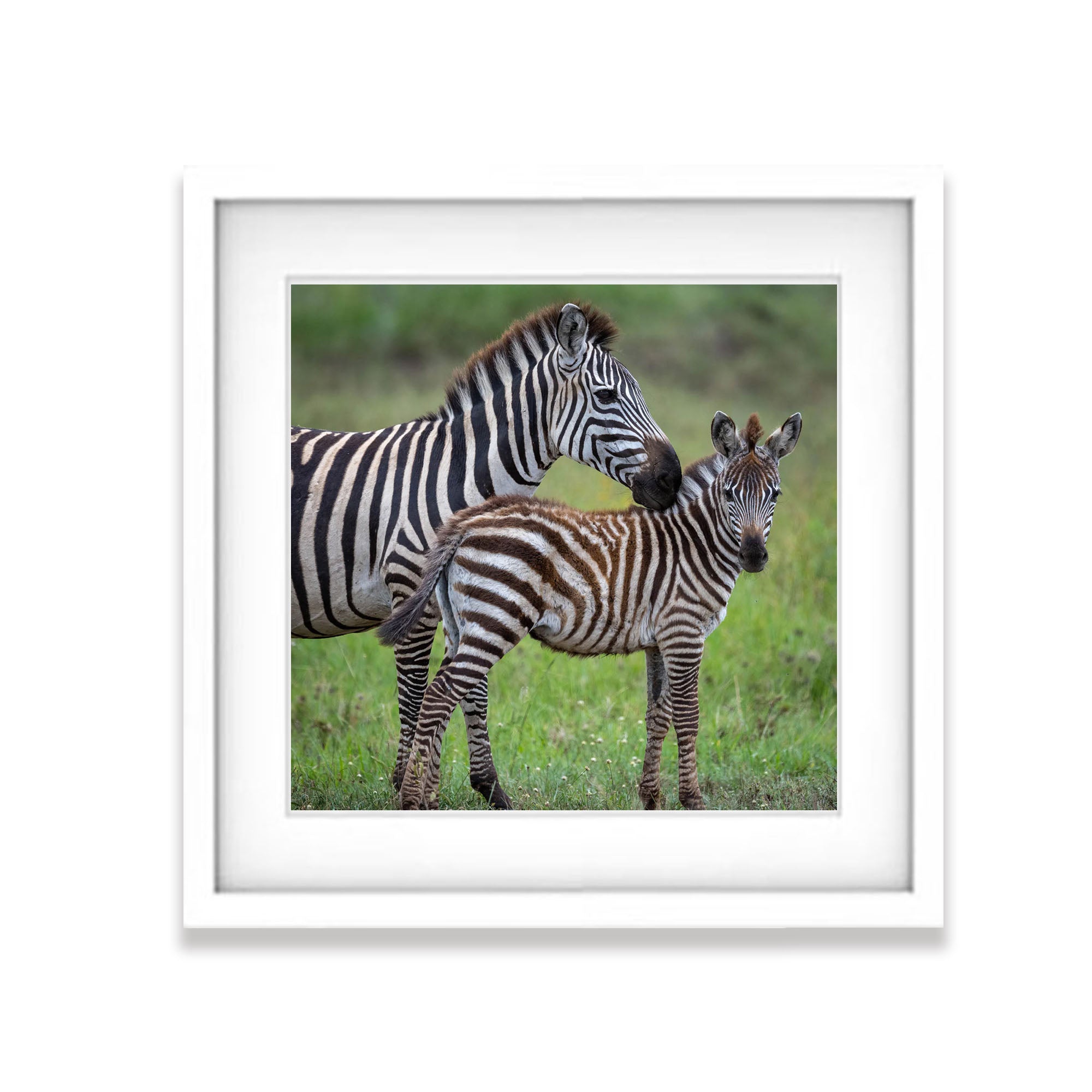 Young Zebra with mum, Tanzania
