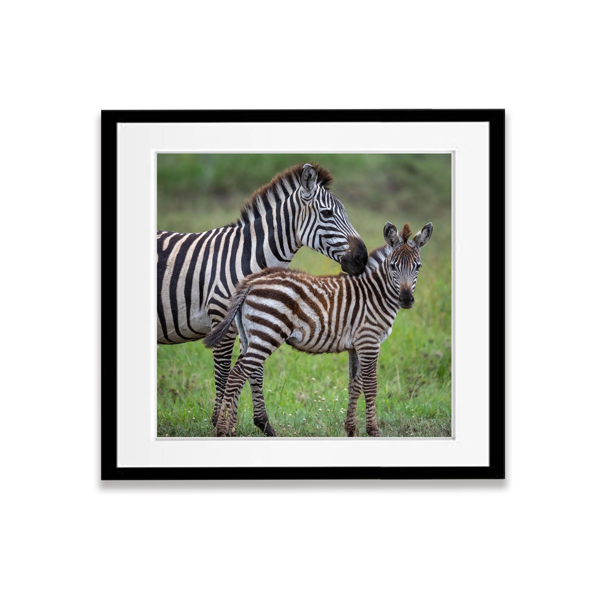 Young Zebra with mum, Tanzania