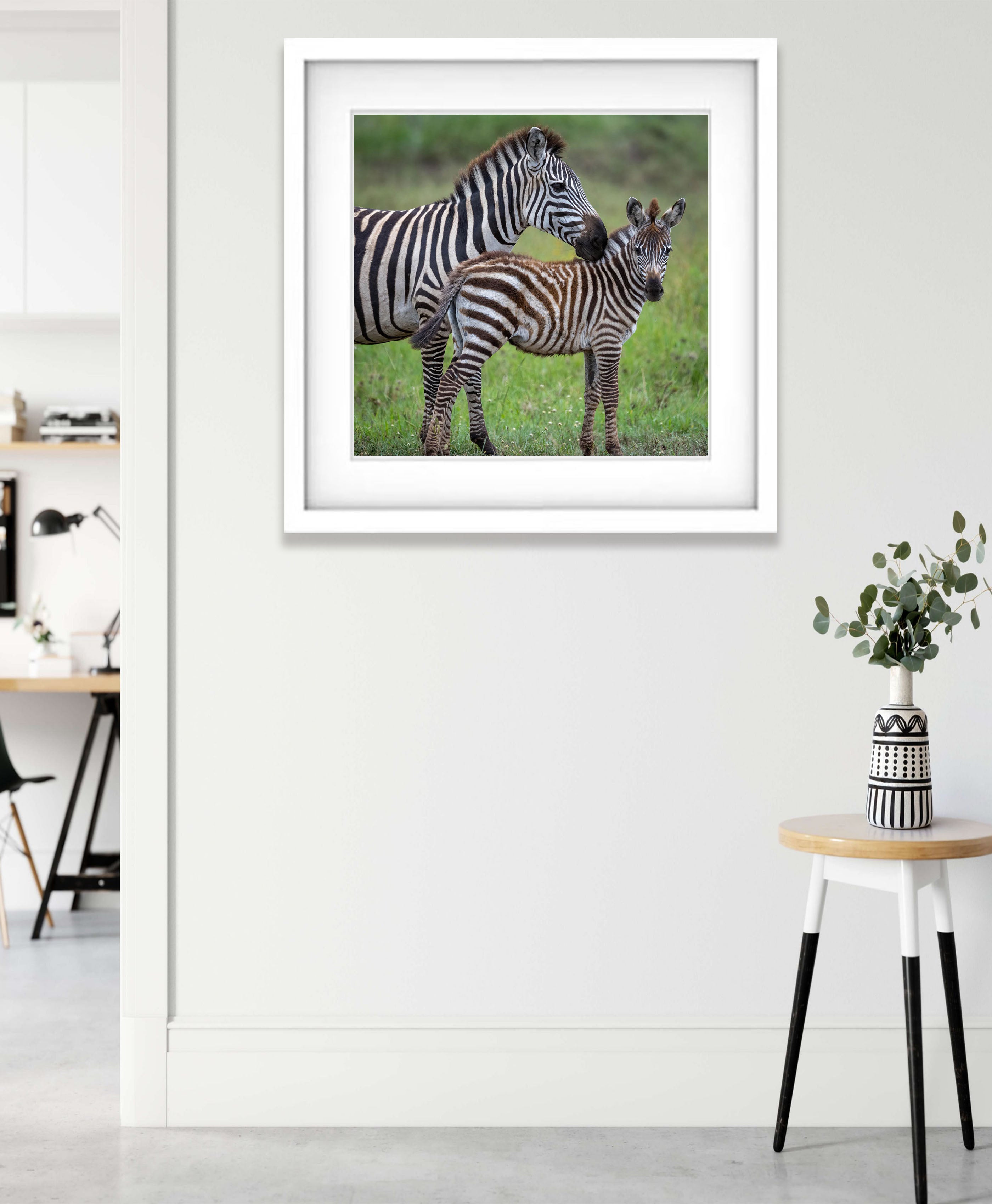Young Zebra with mum, Tanzania
