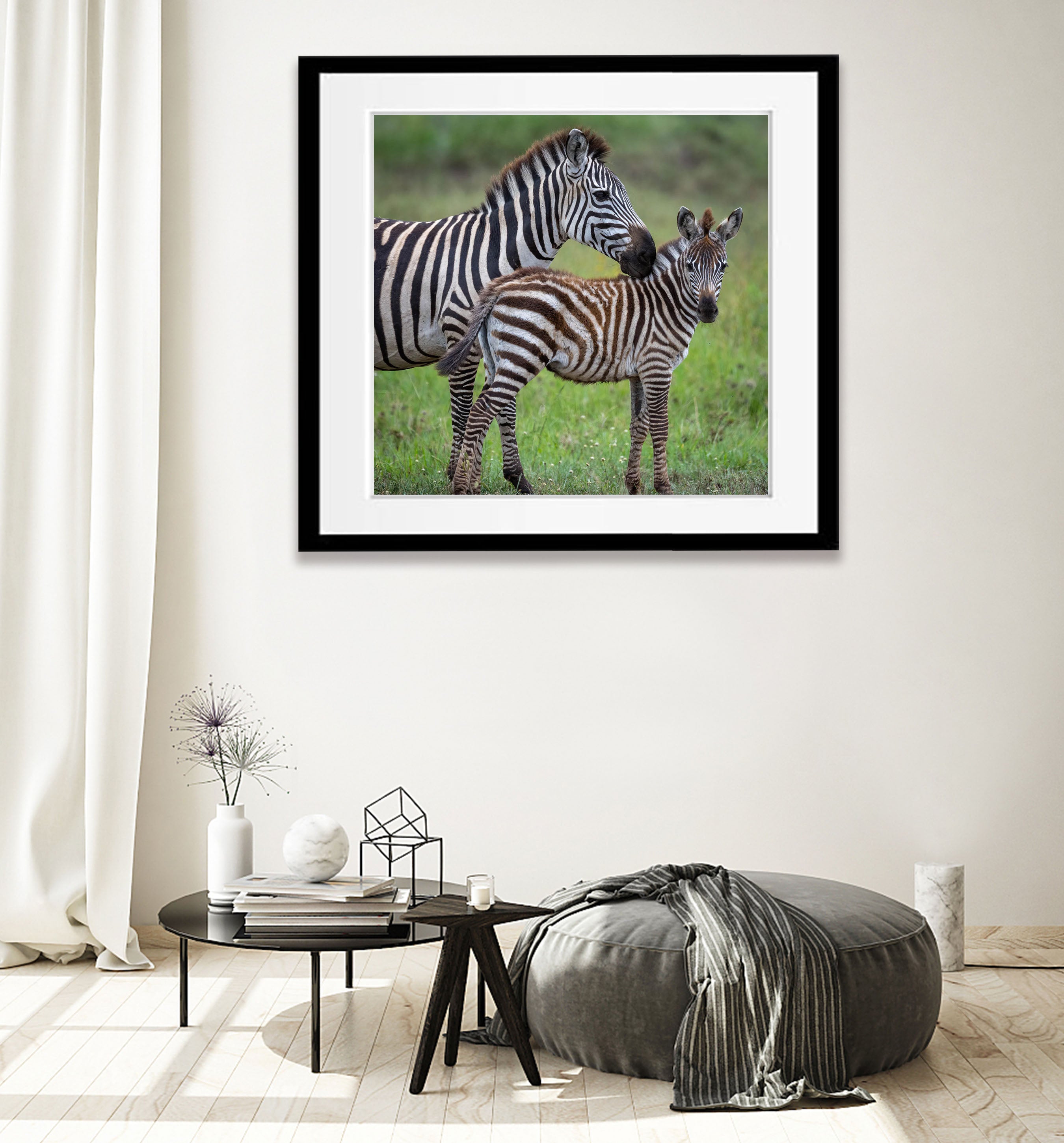 Young Zebra with mum, Tanzania