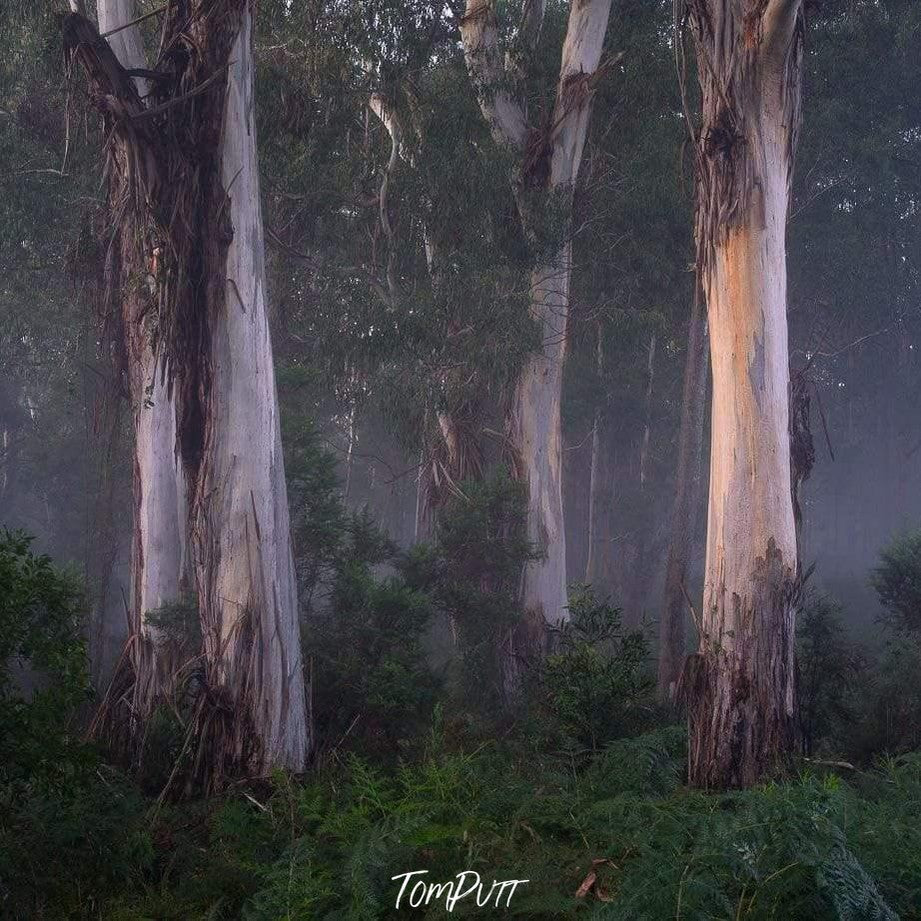 ARTWORK INSTOCK - Majestic Giants, Red Hill, Mornington Peninsula, 150 x 150cms Canvas Black Framed Print