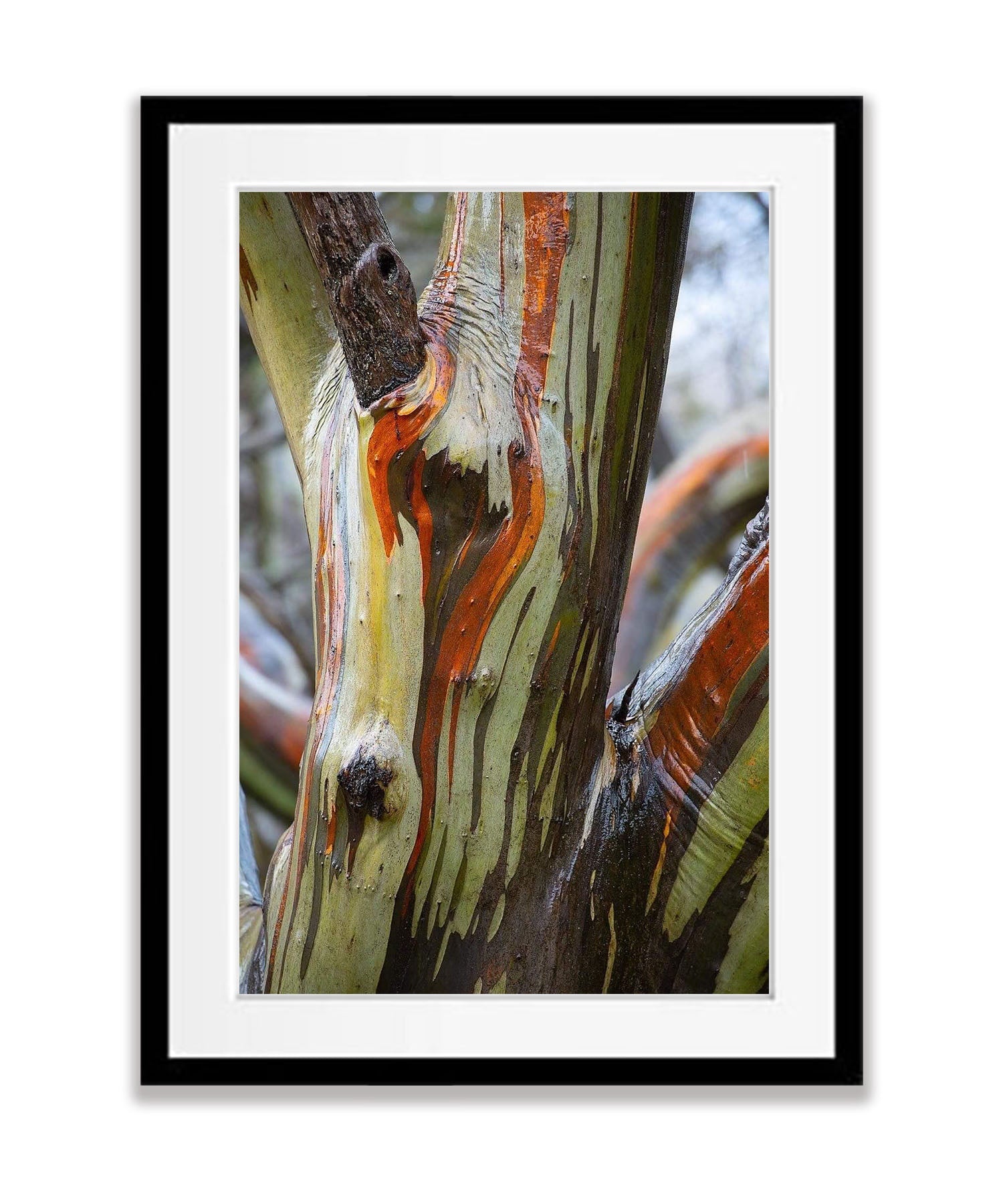 Alpine Colour, Snow Gums - Falls Creek VIC