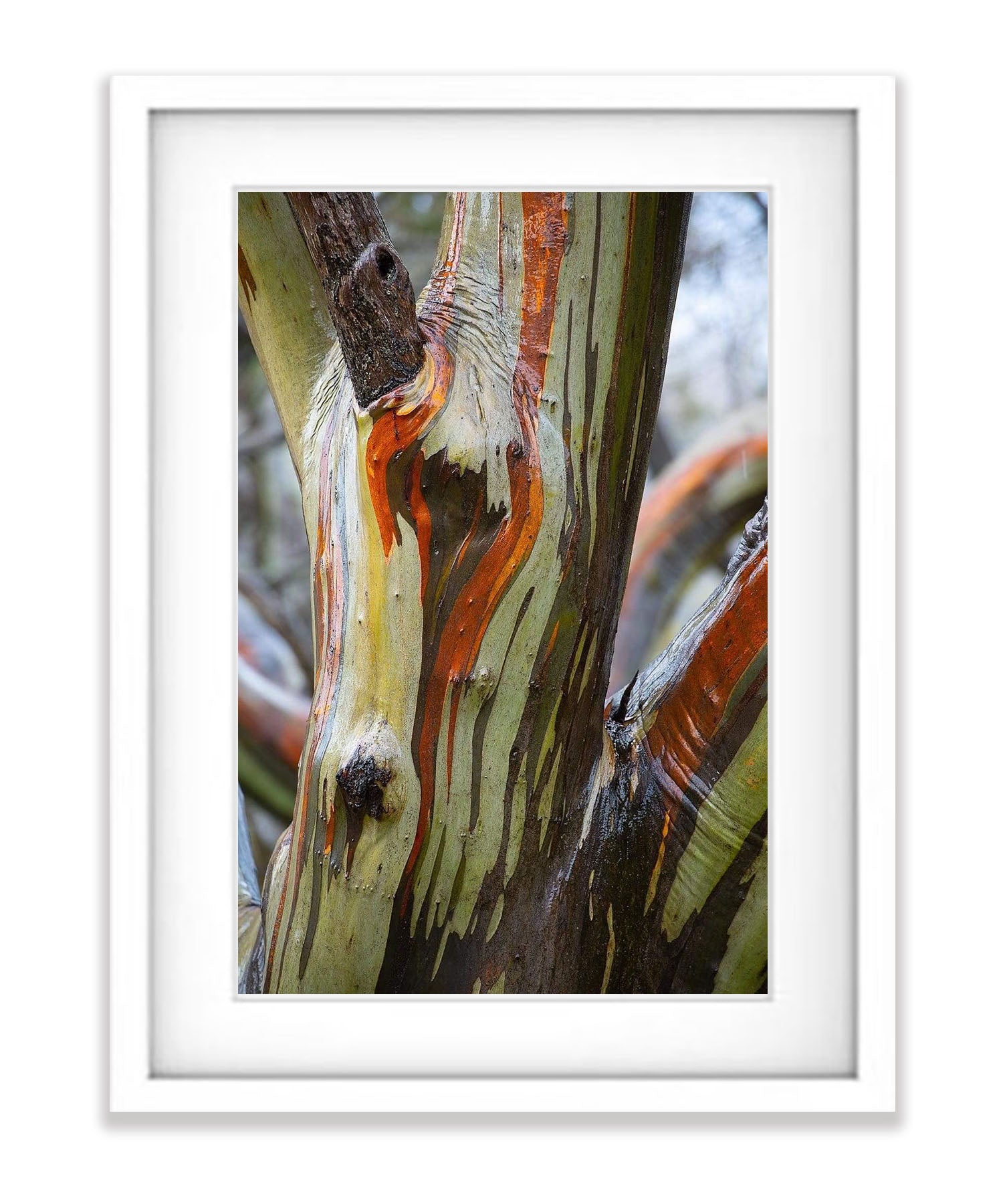 Alpine Colour, Snow Gums - Falls Creek VIC