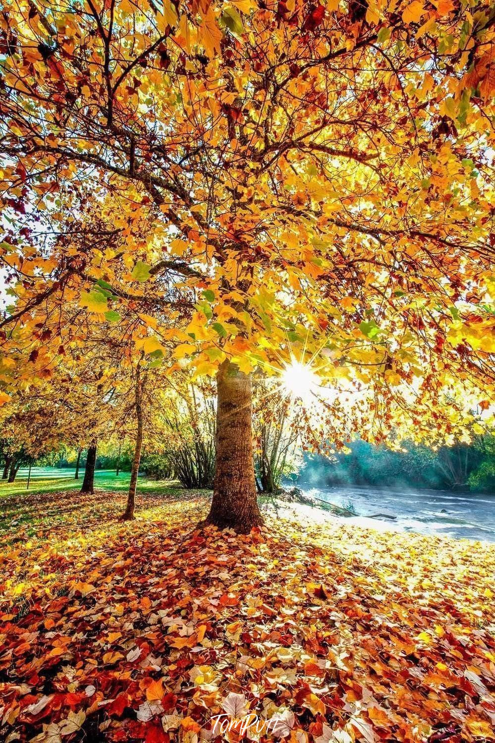 Beautiful orangish autumn tree with a special pattern of leaves and a lot of leaves are fallen on the ground, Autumn Colours, Bright Victoria - Metal finished with black shadow box