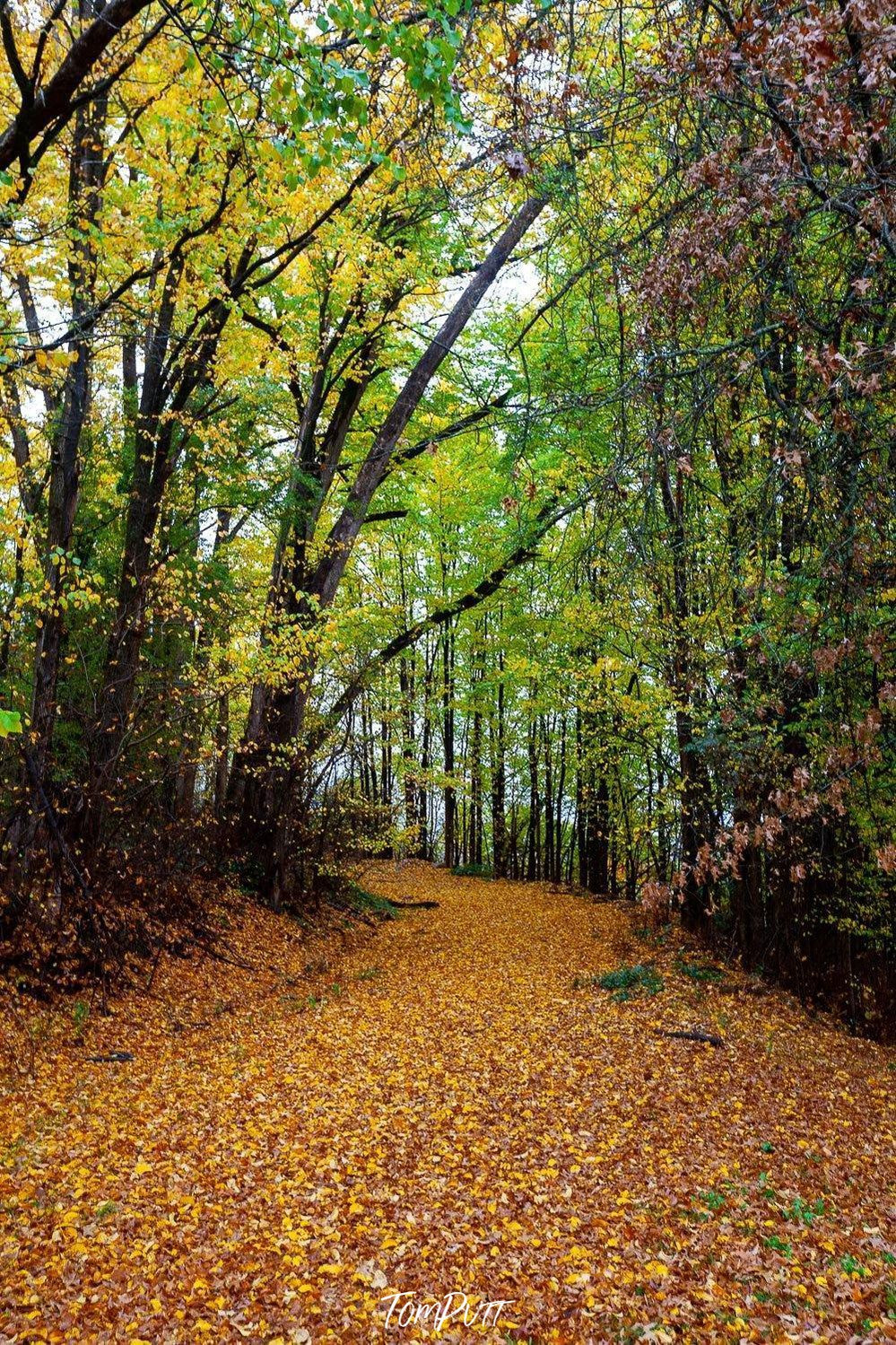 Beautiful pathway with countless autumn leaves on the ground, under the green blooming trees, Autumn Driveway, Bright Victoria