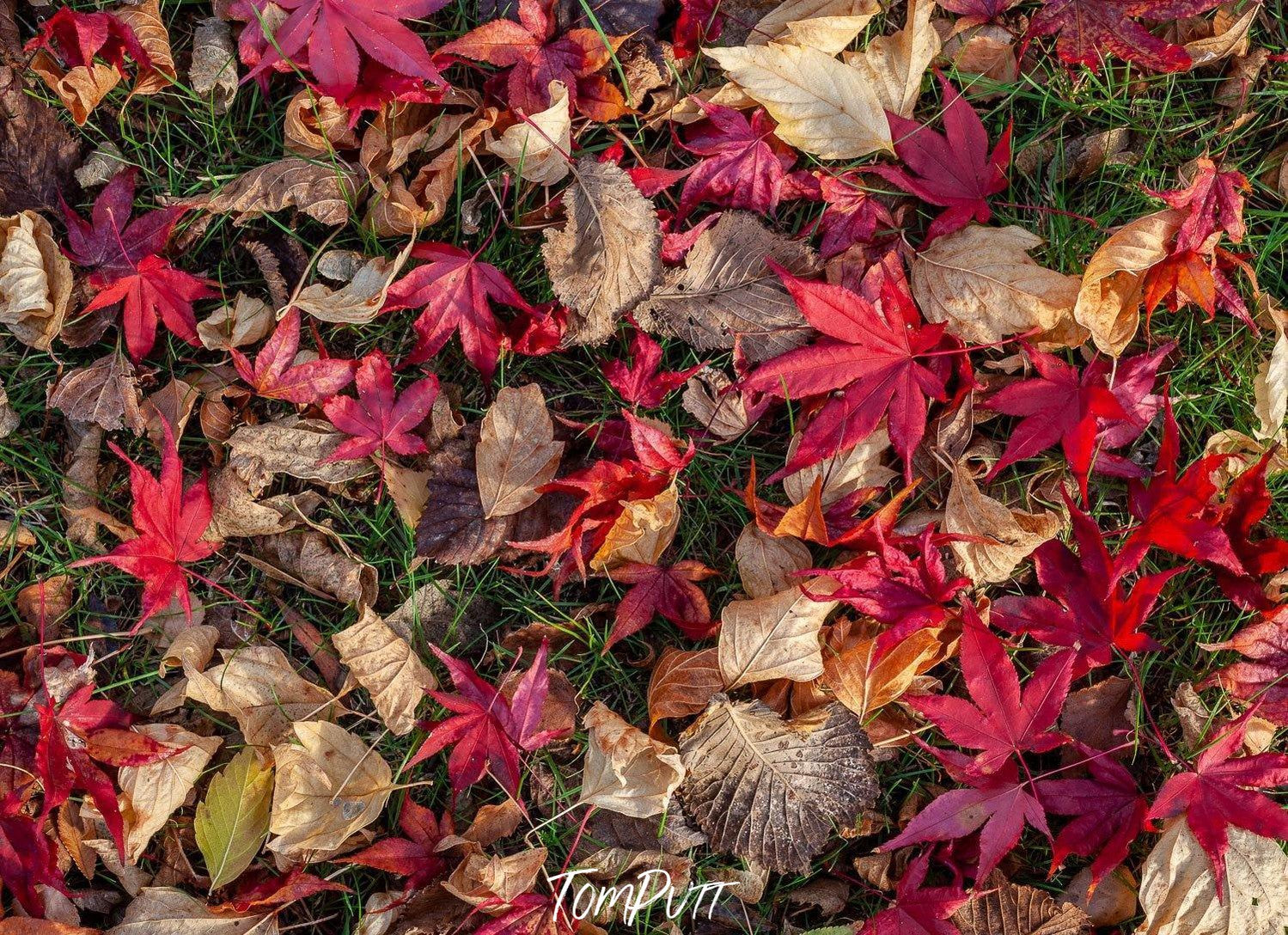A group of multi-color autumn leaves with some other species of leaves collected on the ground with some grass, Autumn Potpourri - Bright Victoria