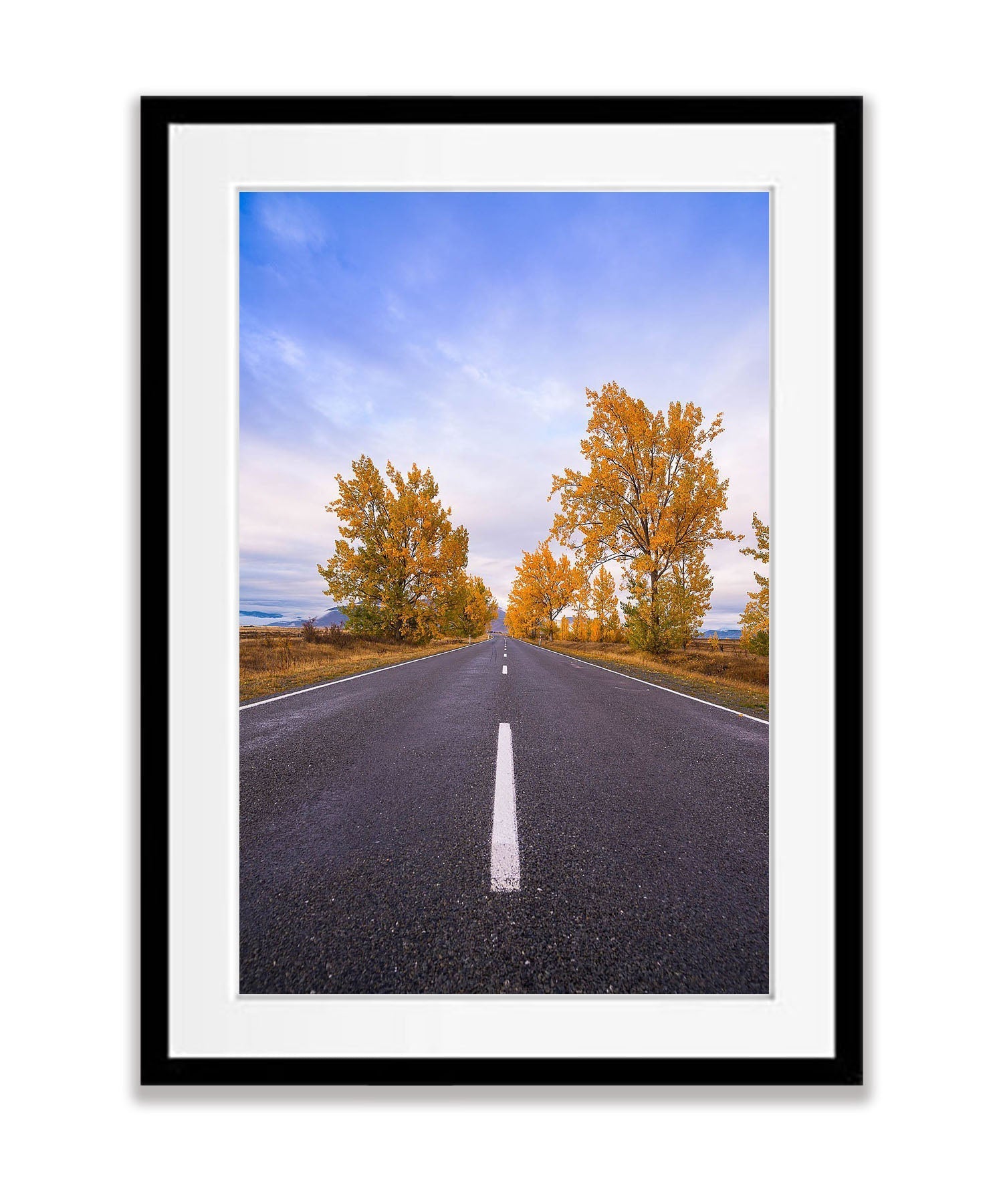 Autumn Trees line the road, South Island, New Zealand