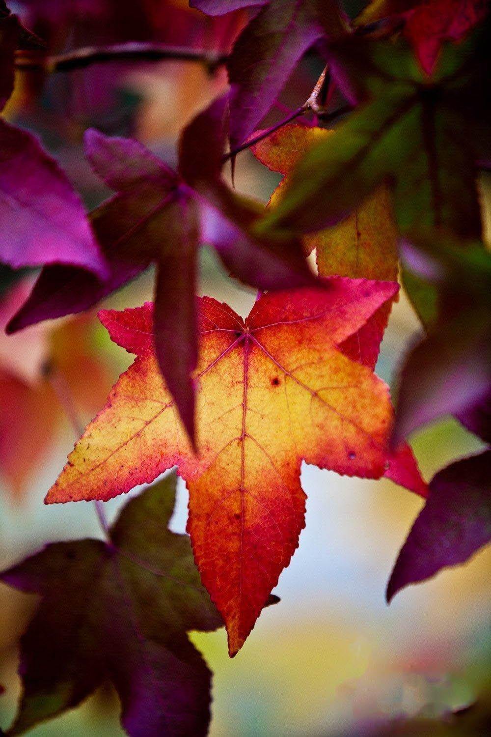 A close-up shot of a beautiful orangish star-shaped autumn leaf in a bunch with similar purple color leaves, Autumn leaves - Bright Victoria