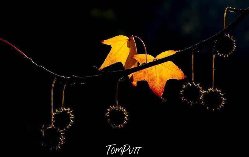 A couple of beautiful bright autumn leaves on a thin branch with some small edgy flowers floating to the bottom, Backlit Bright Leaves Victoria