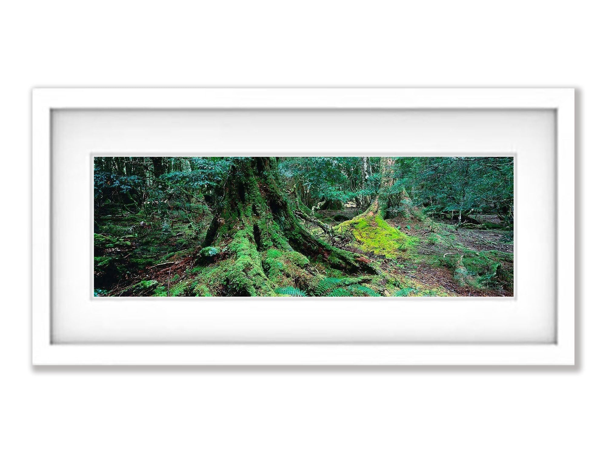 Ballroom Forest - Cradle Mountain TAS