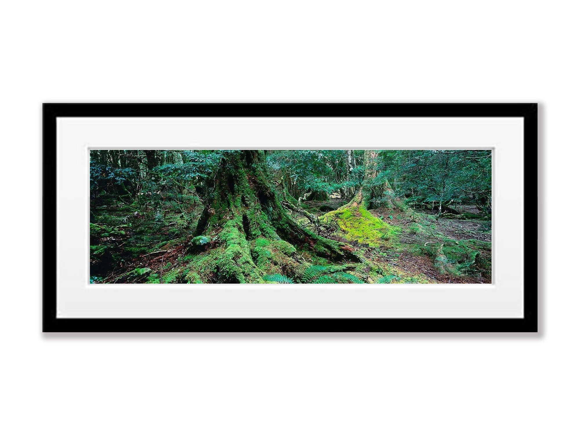 Ballroom Forest - Cradle Mountain TAS