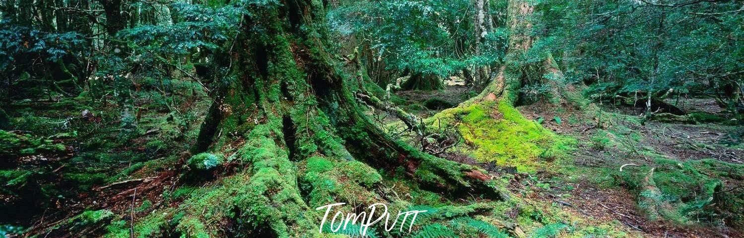 Dense grass and bushes covering the tree stem and the other surroundings, Ballroom Forest - Cradle Mountain TAS