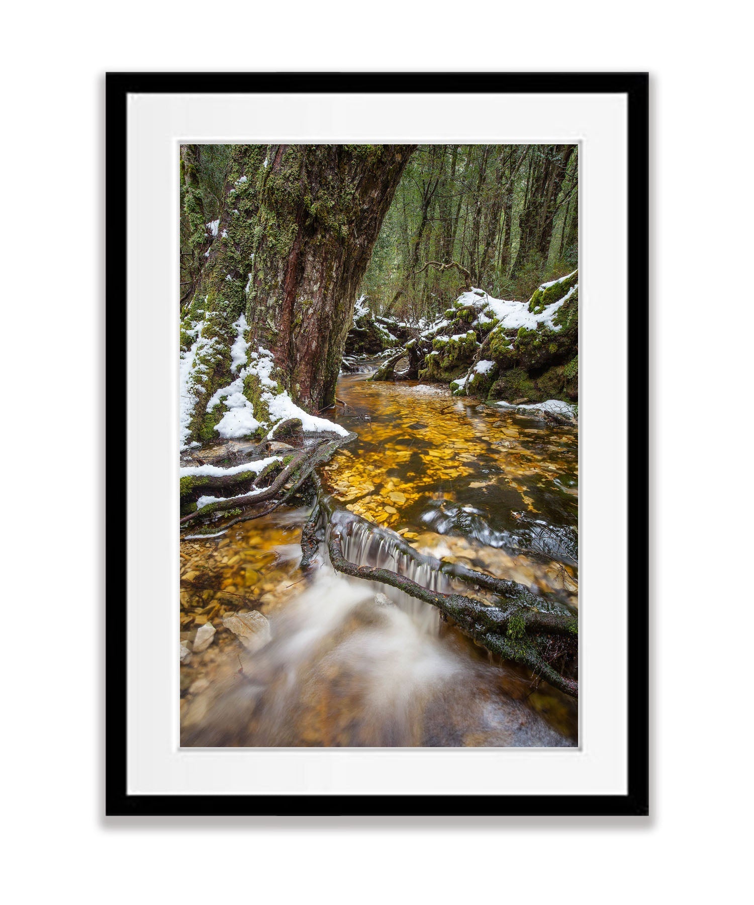 Ballroom Forest Stream, Cradle Mountain, Tasmania