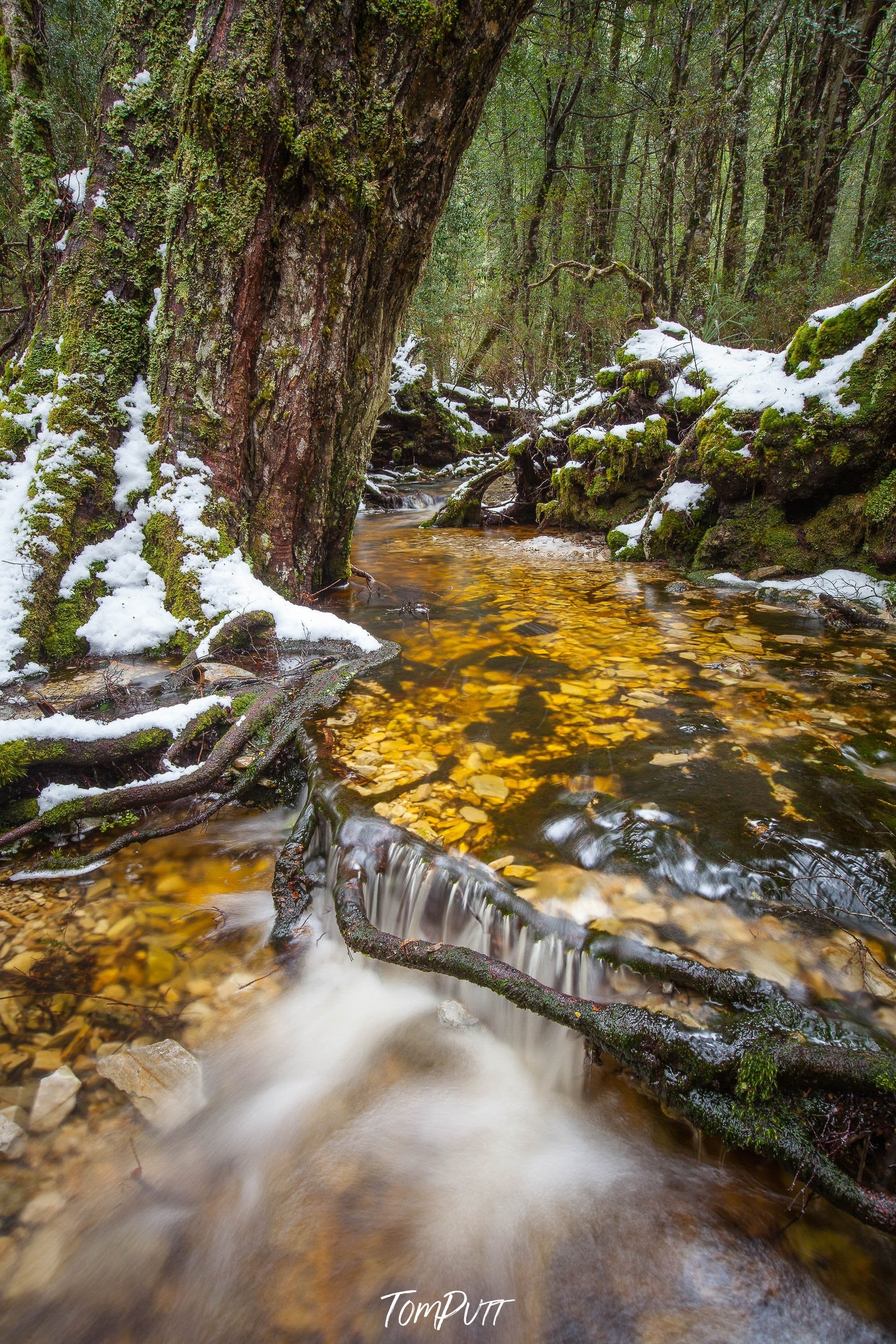 Tree stems covered with sticky grass and fresh snow and clear flowing water on the ground, Ballroom Forest Stream, Cradle Mountains Tasmania