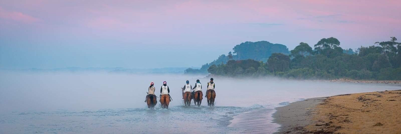 Five horses with a horseman riding on them, walking in a row with the half-feet of horses underwater, with some greenery in the right corner background, Balnarring Horses 17 - Mornington Peninsula Victoria  