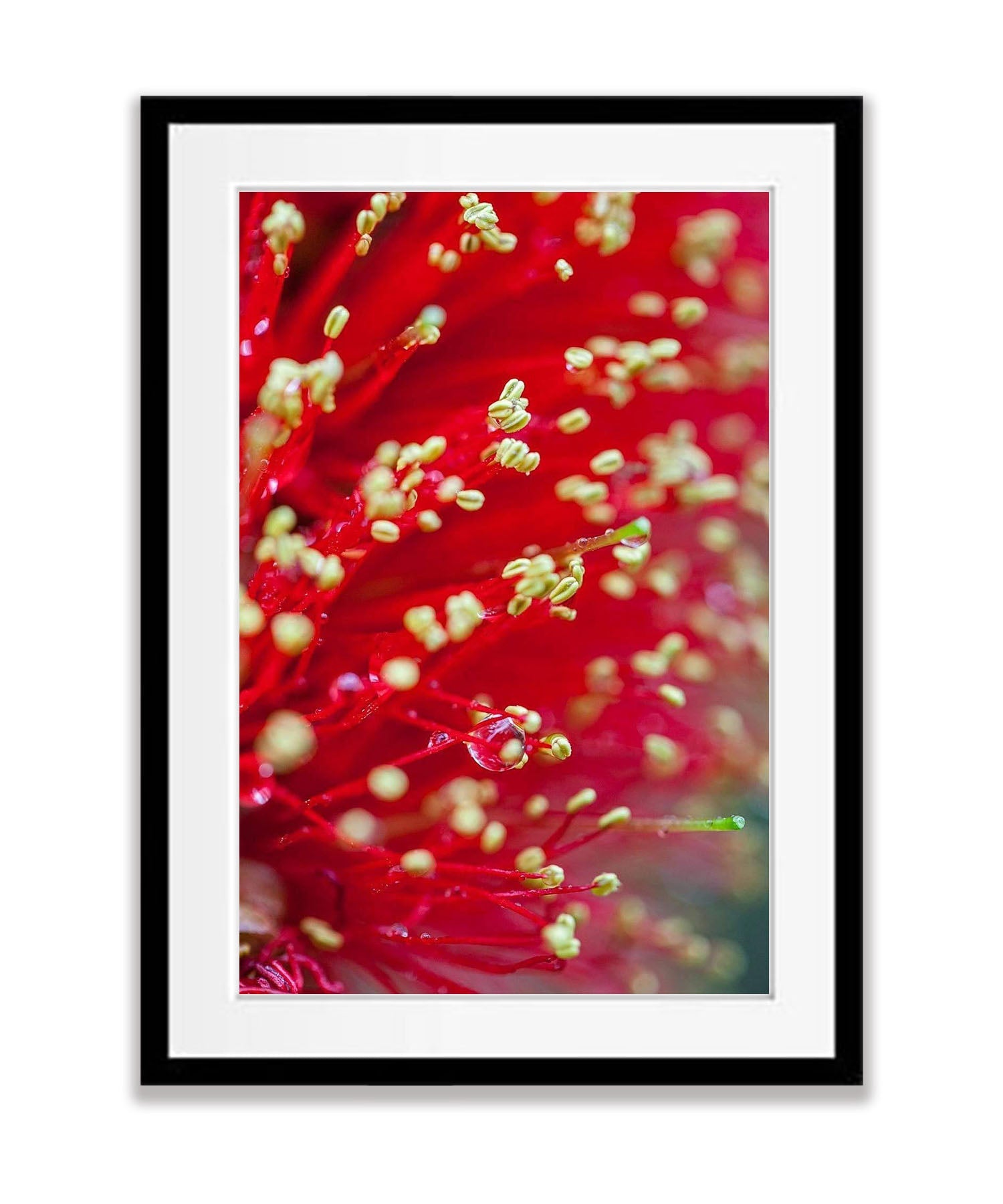 Banksia Flower, Kangaroo Island, South Australia