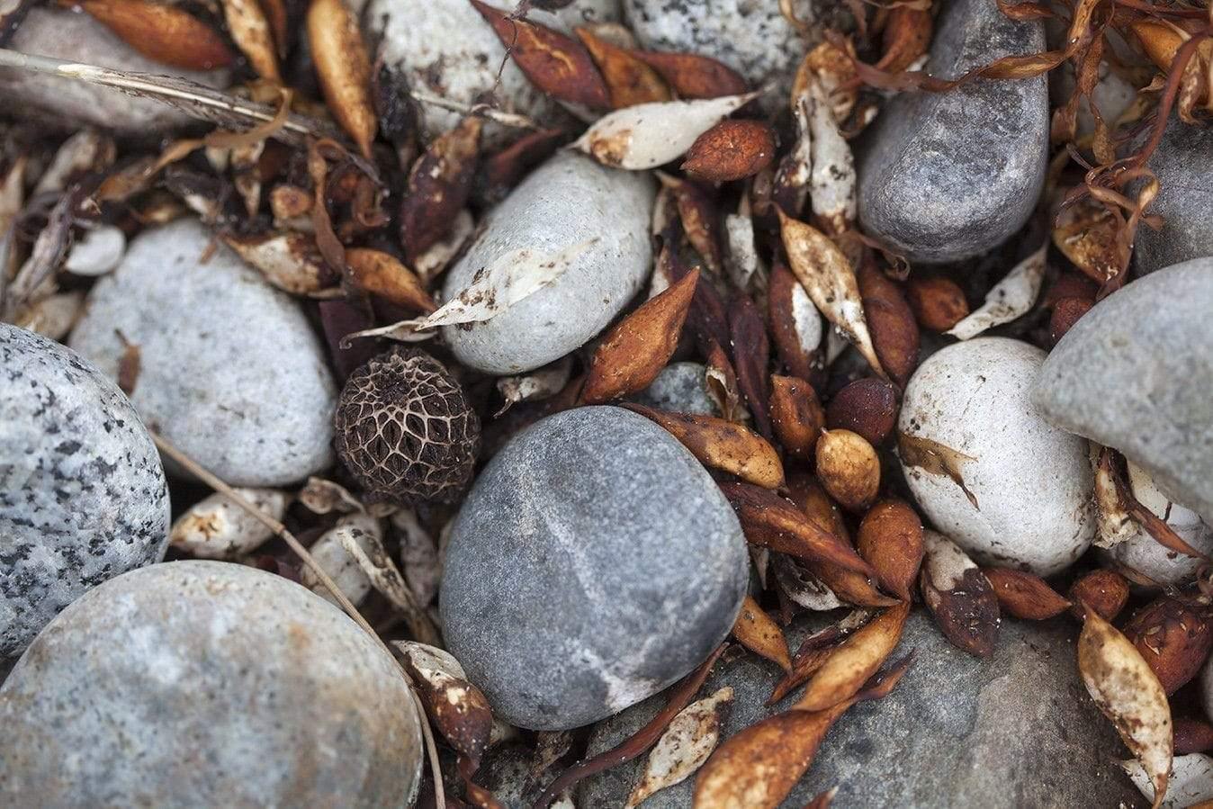 A close-up shot of some rounded sea stones on the ground with grey color shades, some dead leaves of different kinds are also placed, Beach Debris Freycine TAS Art