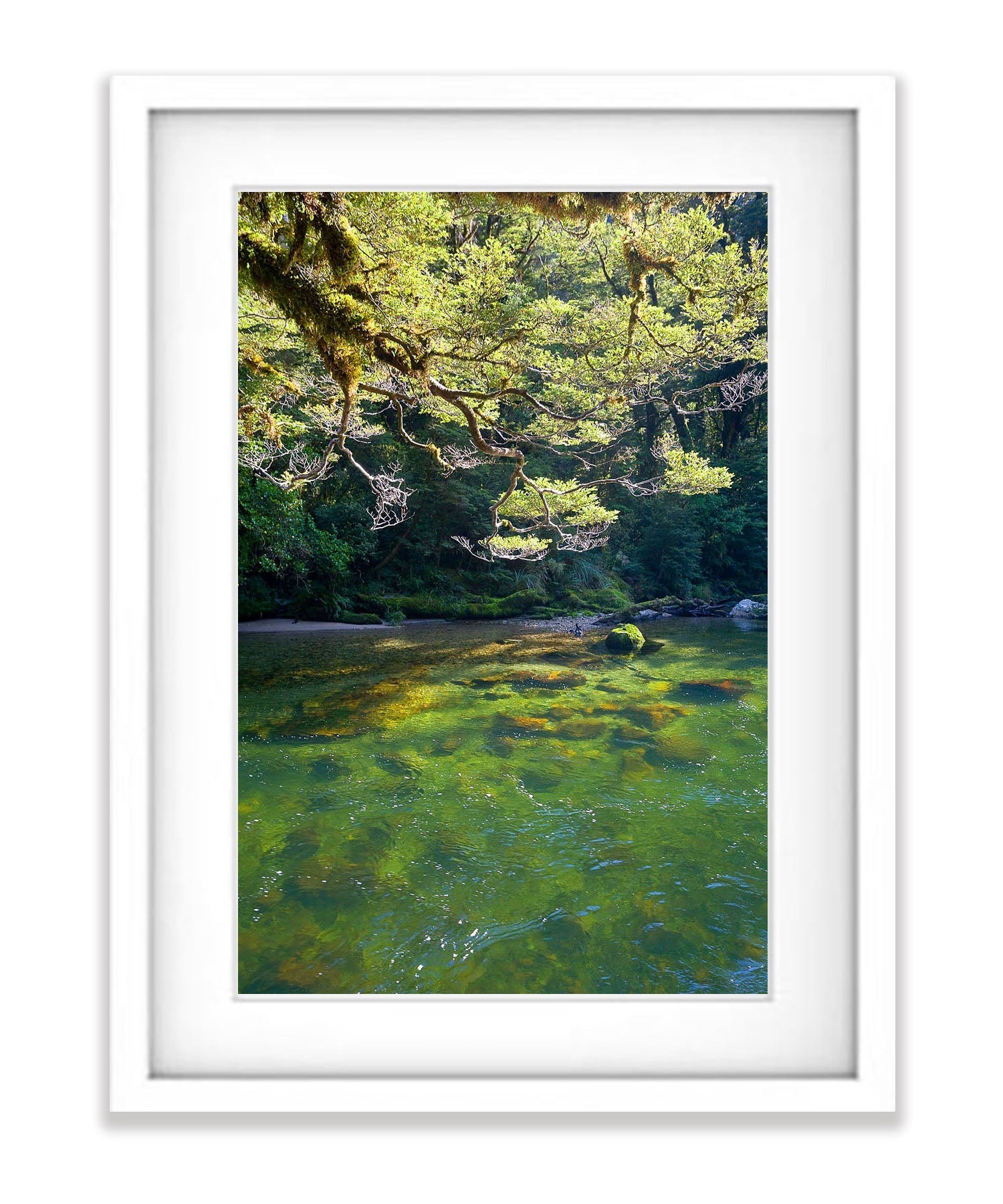 Beech Trees along the Clinton River, Milford Track - New Zealand