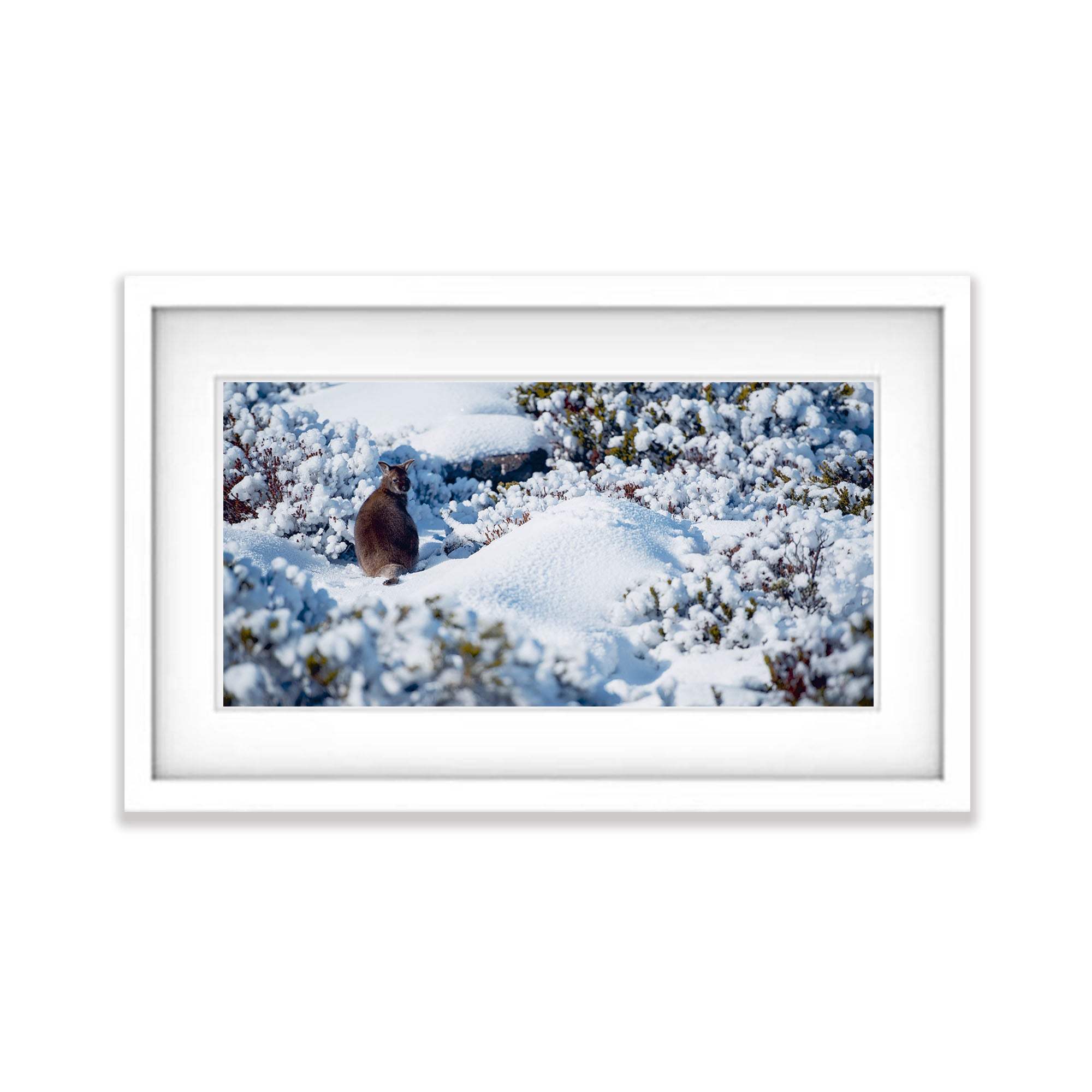 Bennet's Wallaby, Mount Wellington, TAS