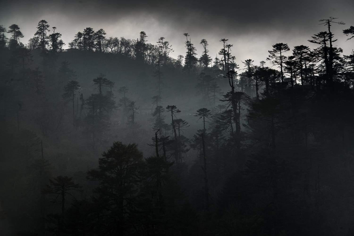 A dark picture of a forest with a series of long-standing trees, and a lot of darkness everywhere, Black Forest #2, Bhutan 