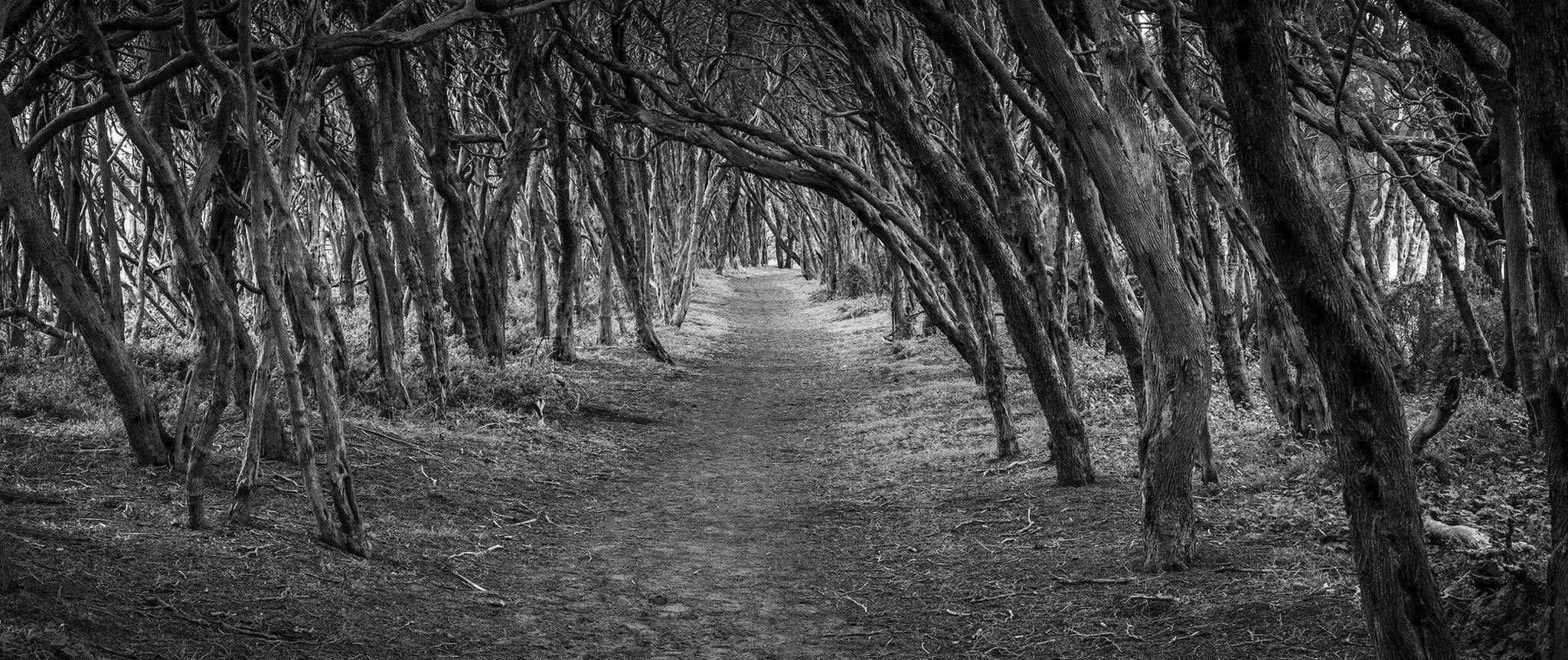 A dark view of an array in the forest with a lot of trees in a sequence around it, depicting a horror street with the darkness of the night, Blairgowrie Bush Path - Mornington Peninsula VIC