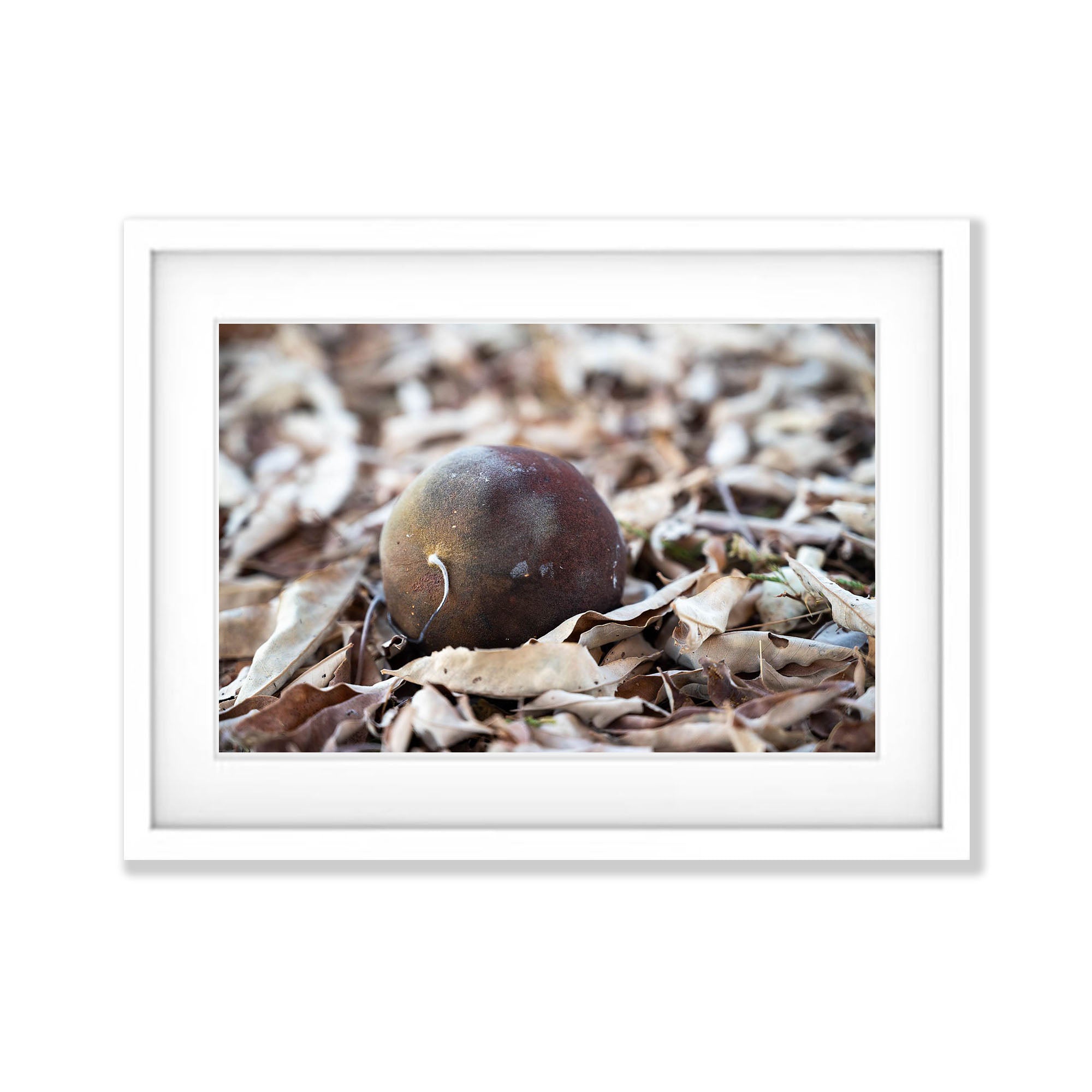 Boab Seed, The Kimberley, Western Australia