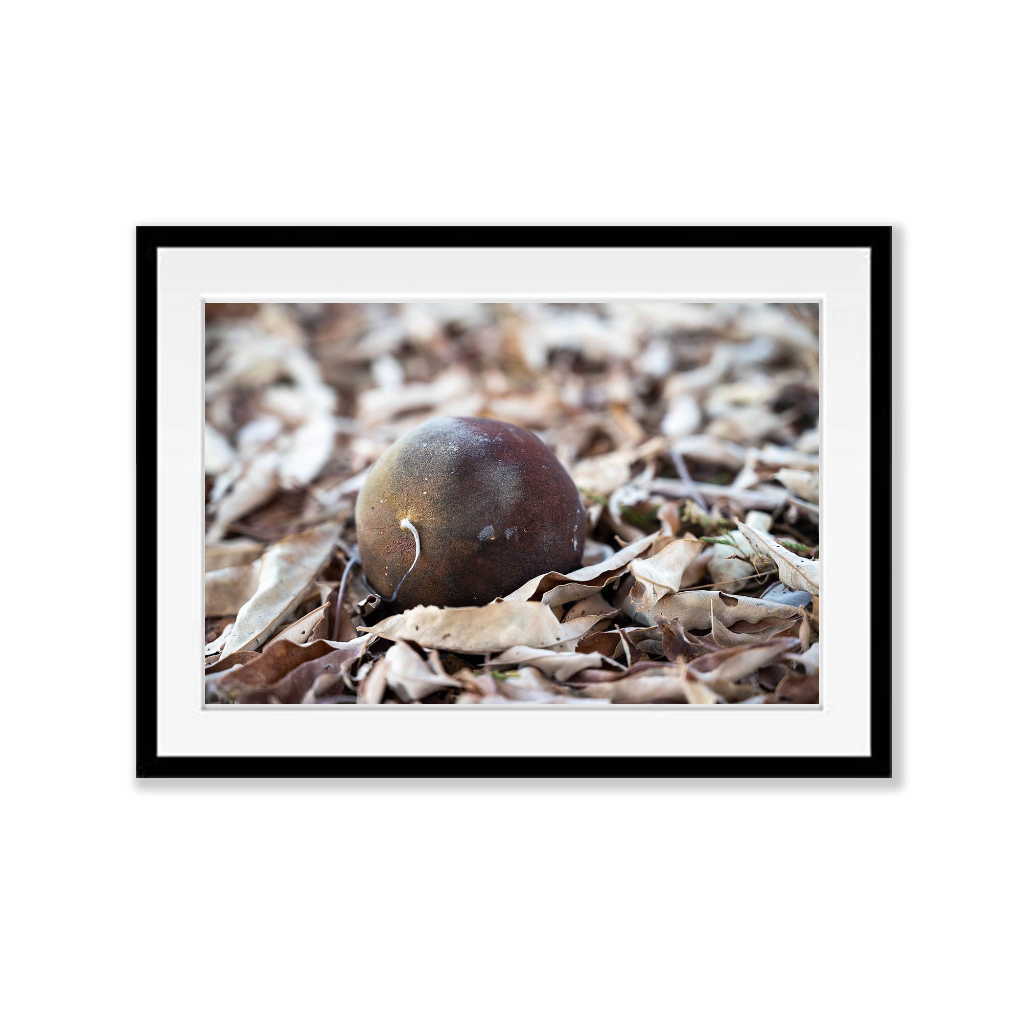 Boab Seed, The Kimberley, Western Australia