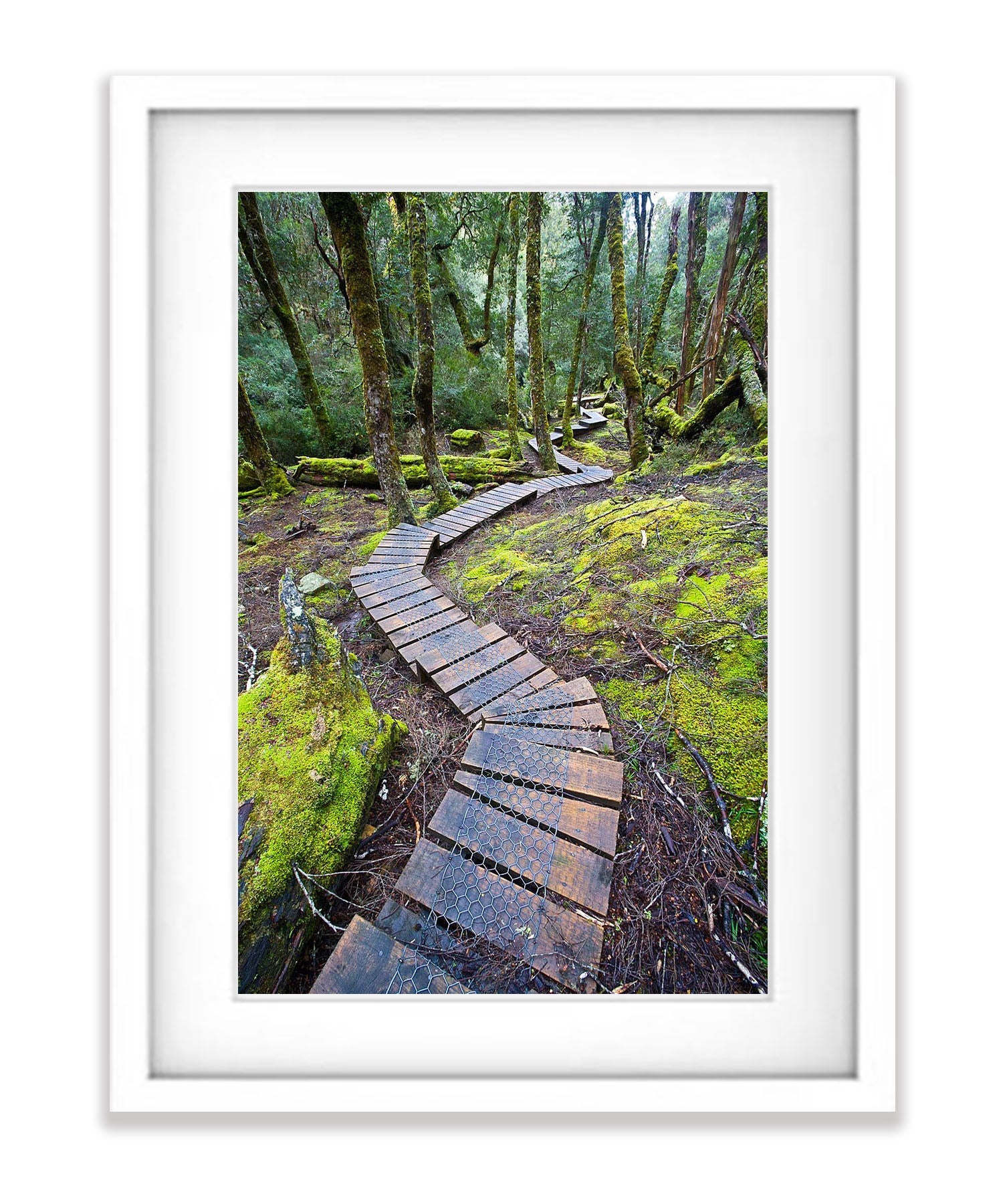 Boardwalk through rainforest, Cradle Mountain, Tasmania