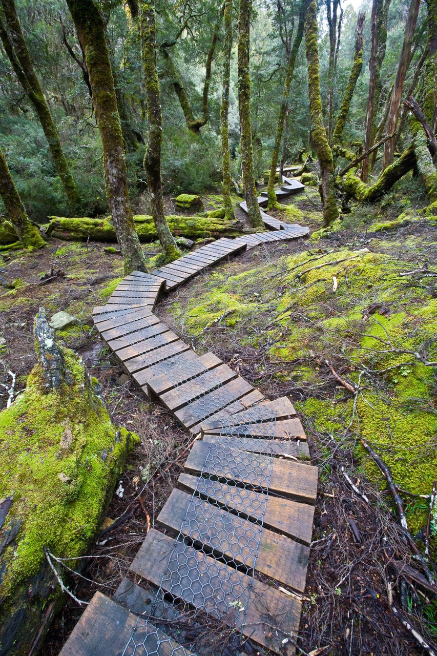 A woody steps pathway in the forest with a lot of greenery and trees in the background, Cradle Mountain #16, Tasmania