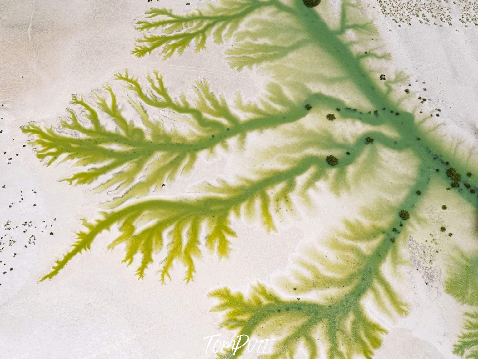 A sequence of tree-like textures branching out to their parents of lite green color, on the powder-colored surface, Branching Out