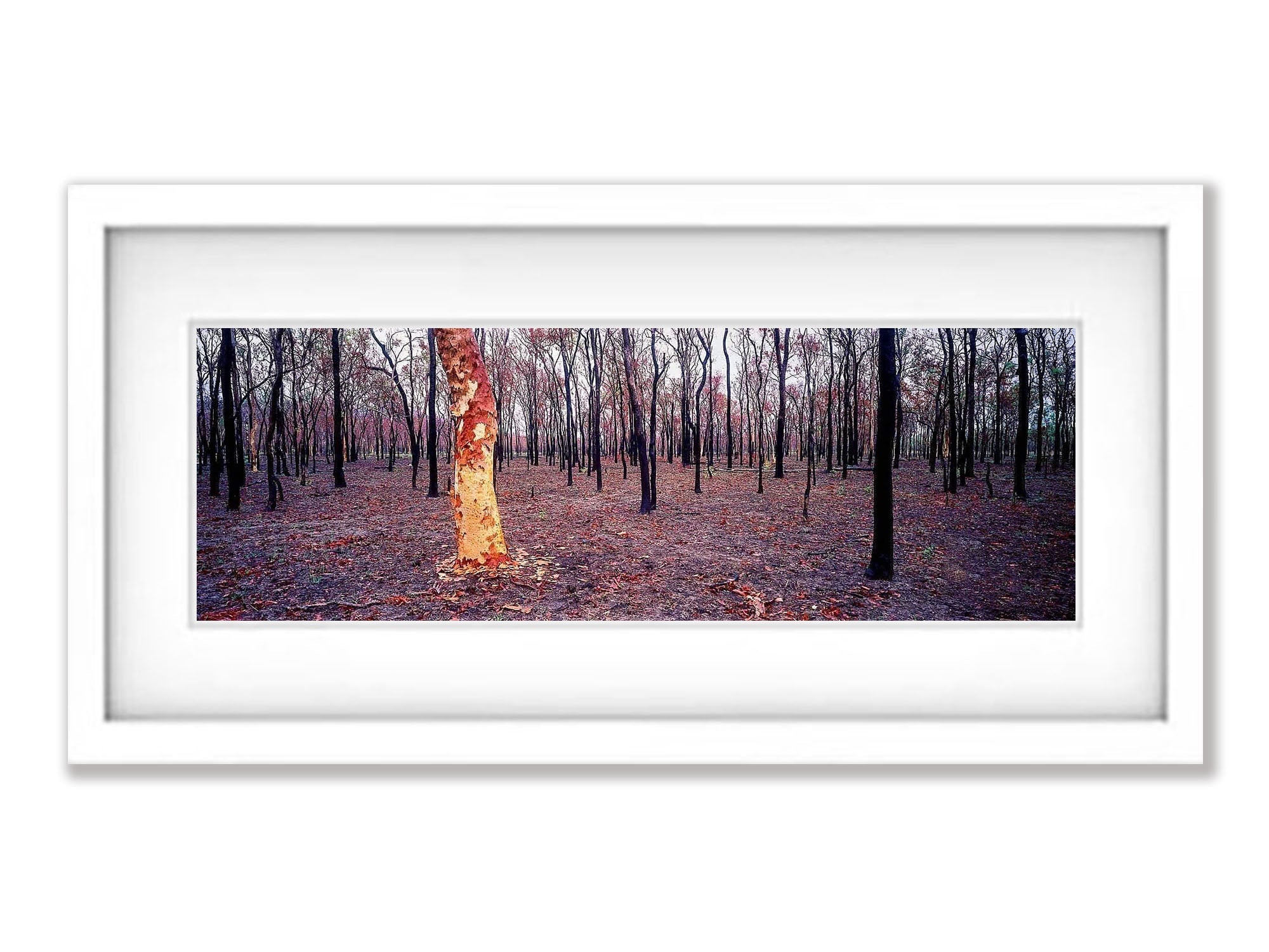 Burnt Forest - Queensland