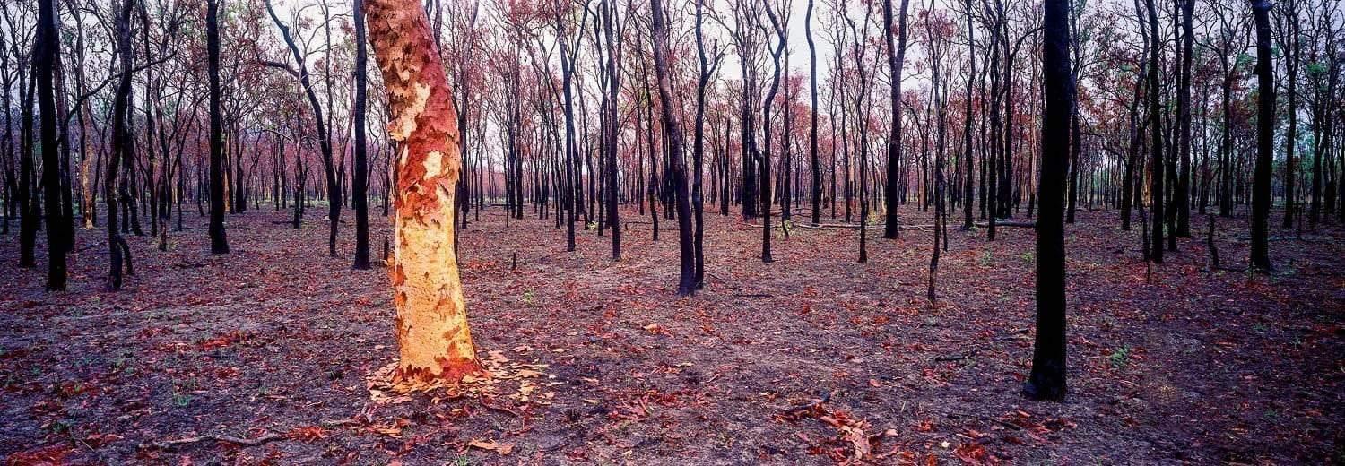 A burnt view of a forest with countless burnt trees' stems, and a front tree with peeled stem, Burnt Forest - Queensland