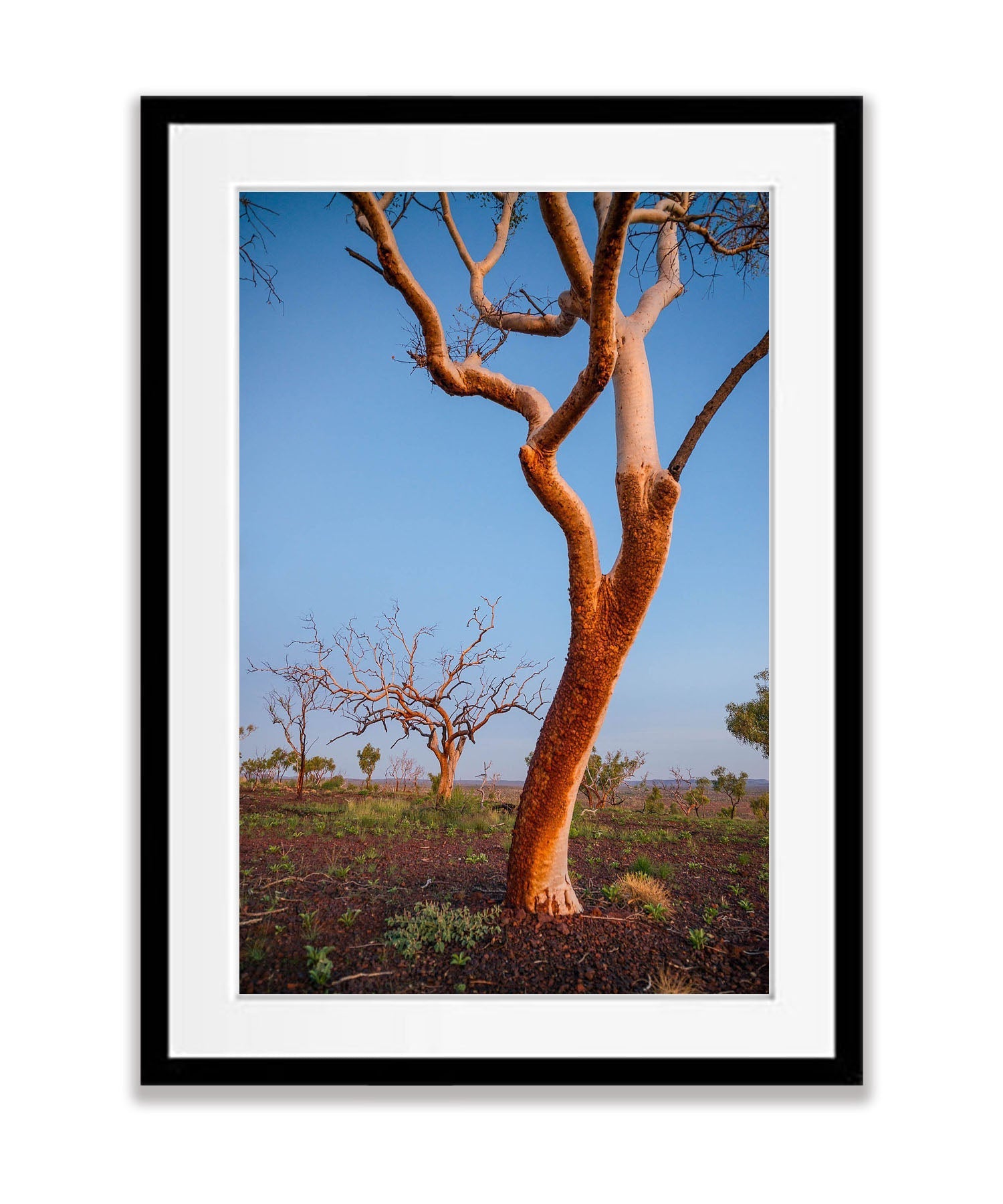 Burnt Snappy Gum, Karijini, The Pilbara