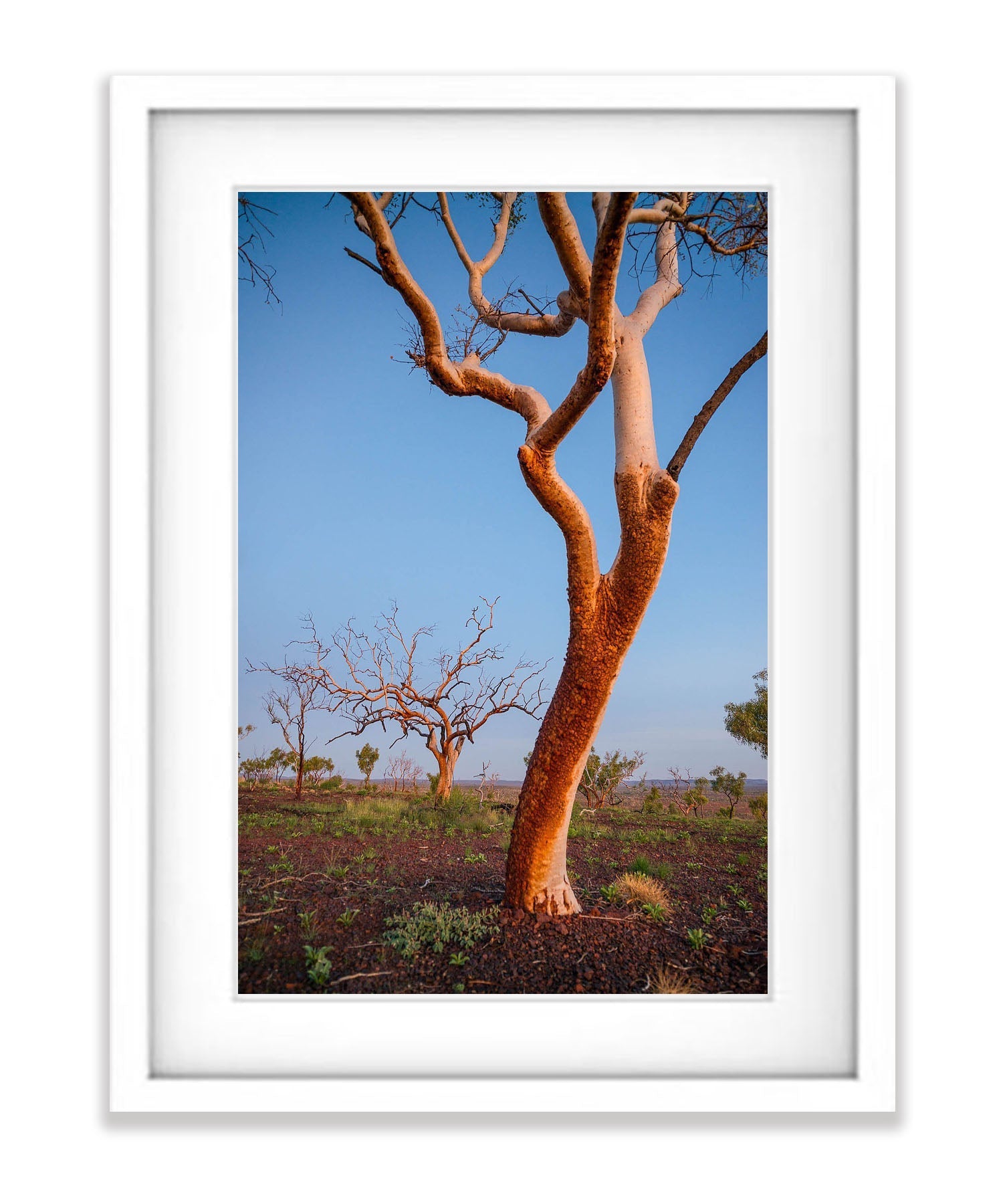 Burnt Snappy Gum, Karijini, The Pilbara