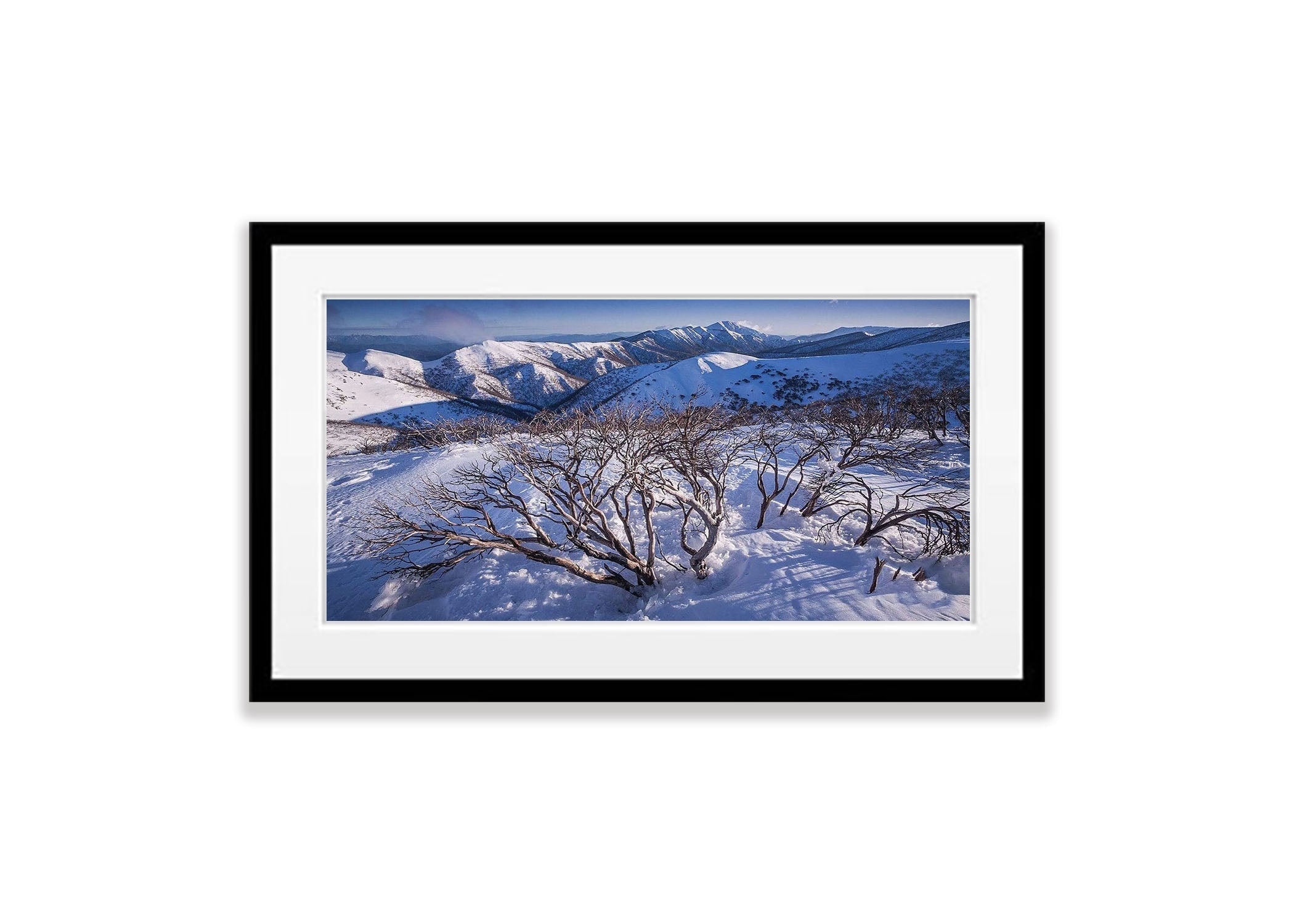 Burnt Snow Gums, Mount Hotham - VIC